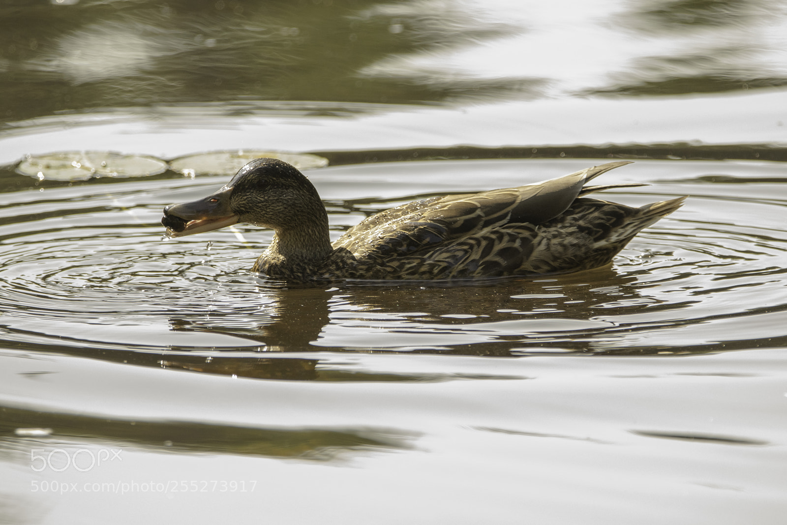 Nikon D5300 sample photo. Mallard grsand o photography