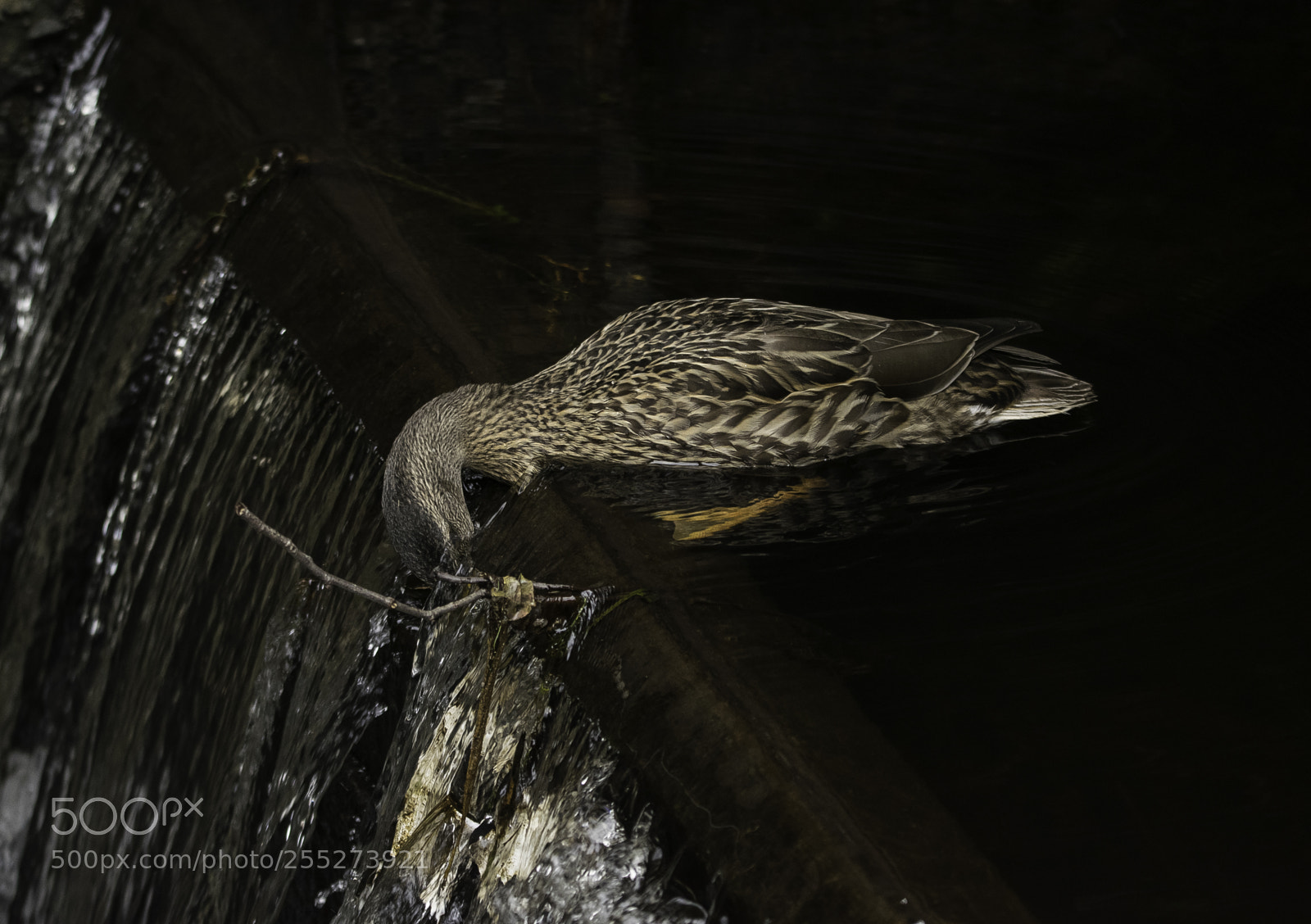 Nikon D5300 sample photo. Mallard grsand o photography
