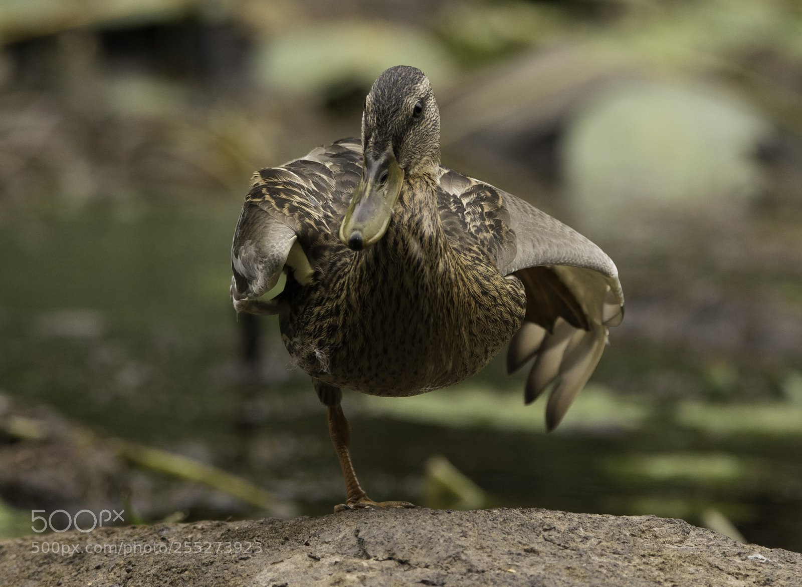 Nikon D5300 sample photo. Mallard grsand o photography