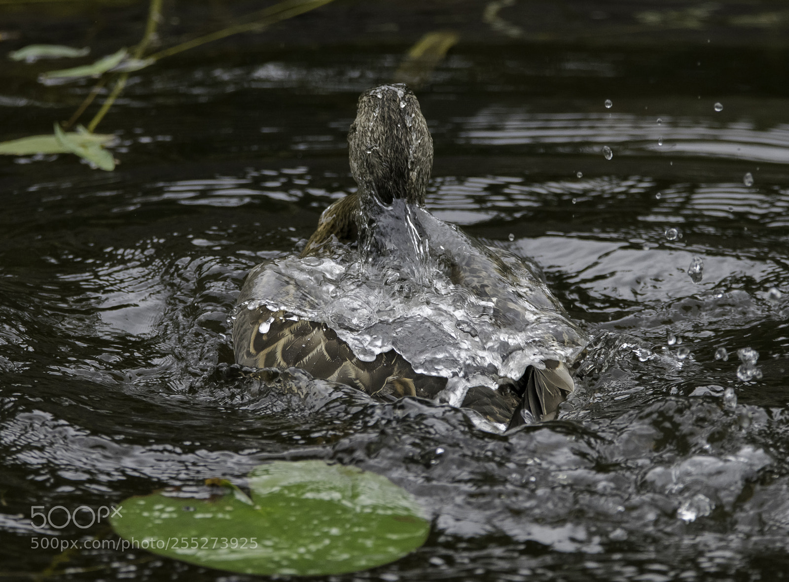 Nikon D5300 sample photo. Mallard grsand o photography