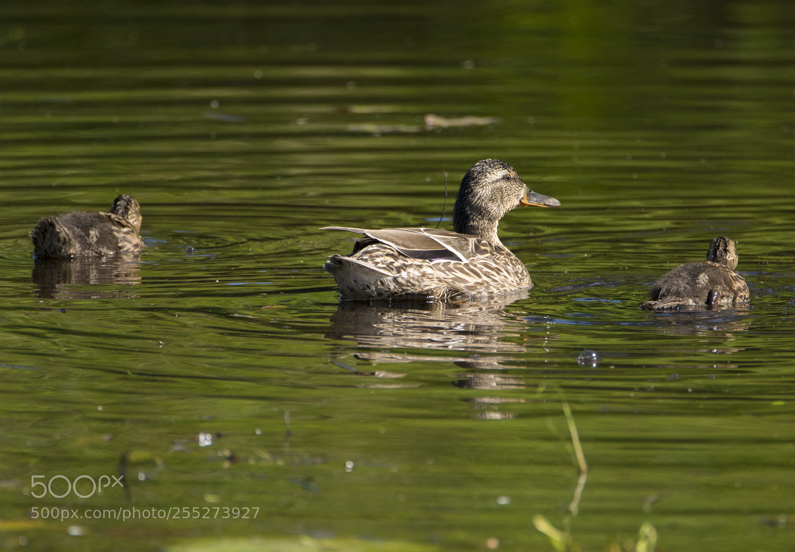 Nikon D5300 sample photo. Mallard grsand o photography