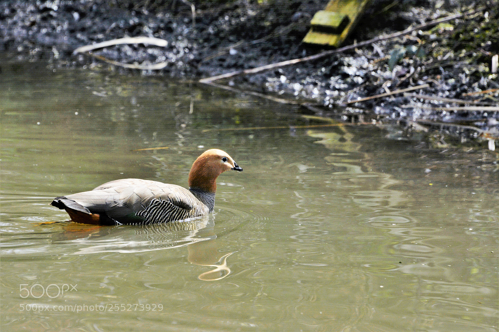 Nikon D7100 sample photo. Ruddy headed goose photography