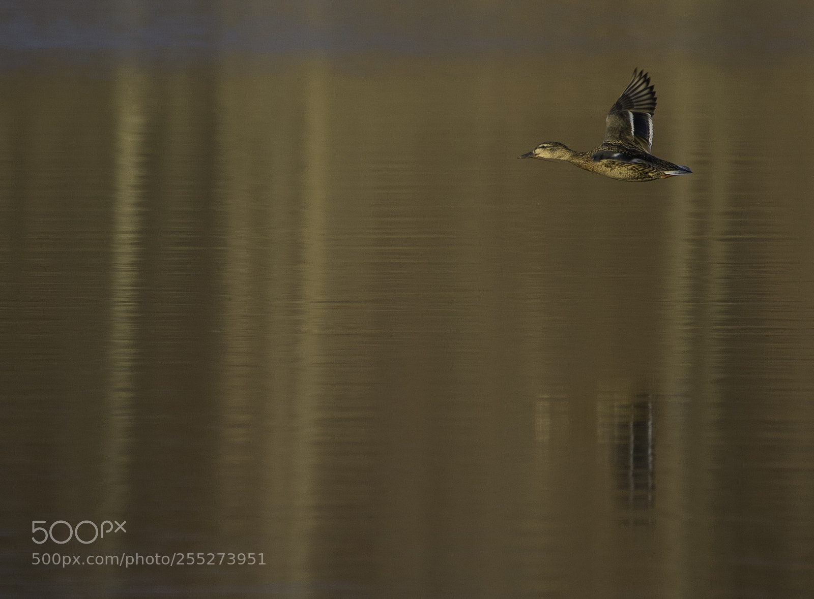 Nikon D5300 sample photo. Mallard grsand o photography