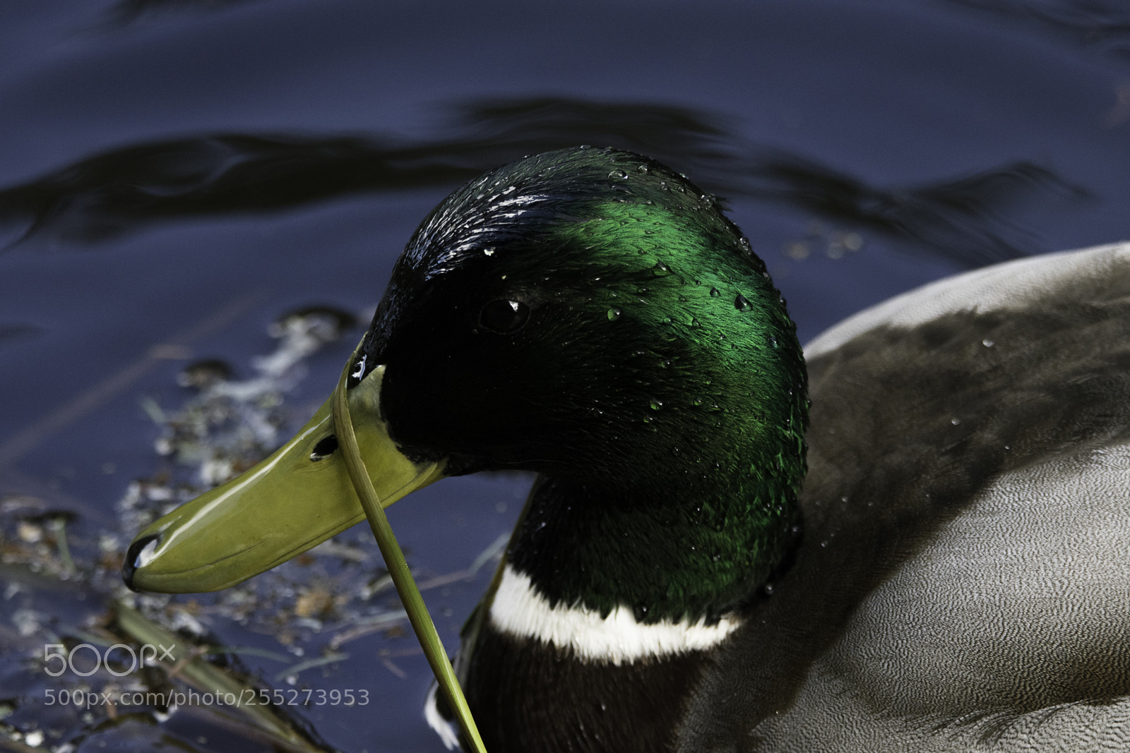 Nikon D5300 sample photo. Mallard grsand o photography
