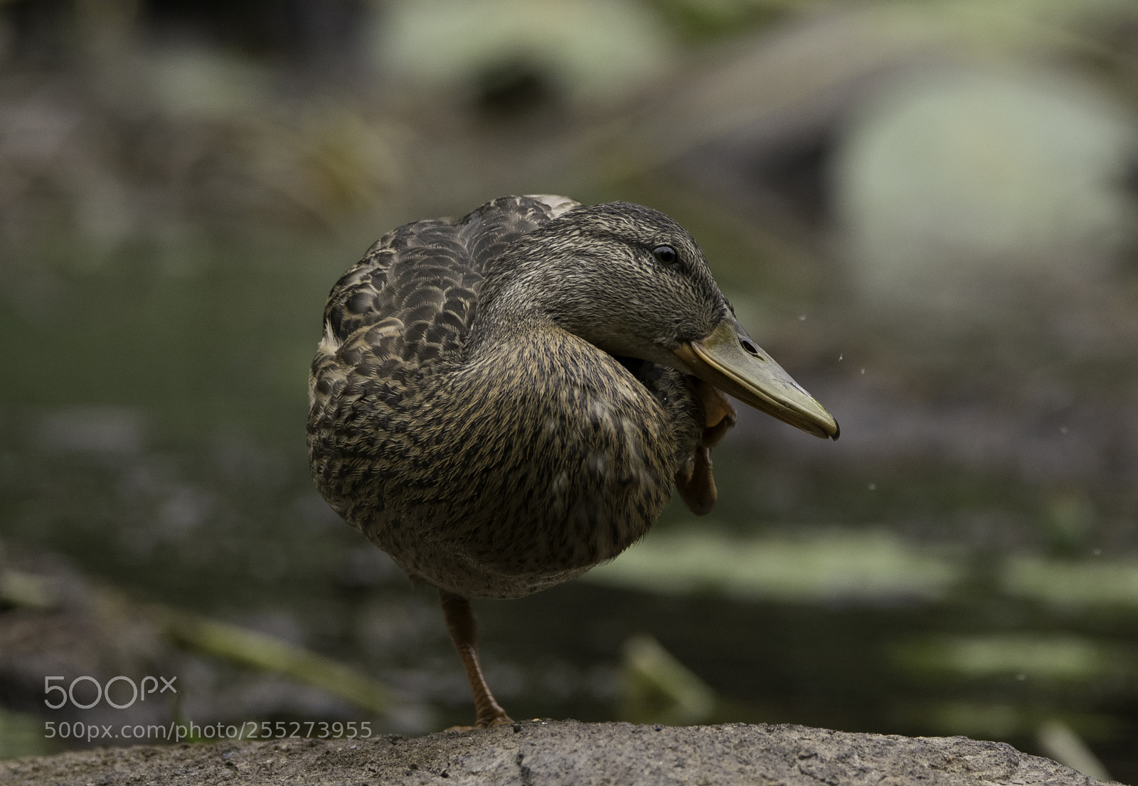 Nikon D5300 sample photo. Mallard grsand o photography