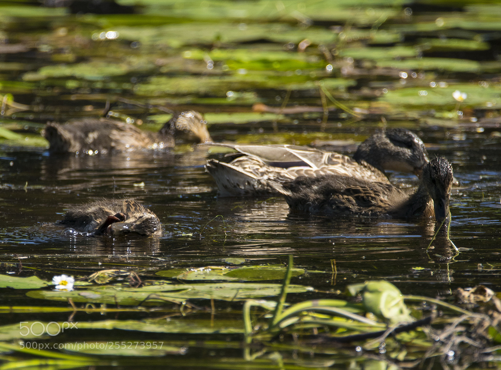 Nikon D5300 sample photo. Mallard grsand o photography