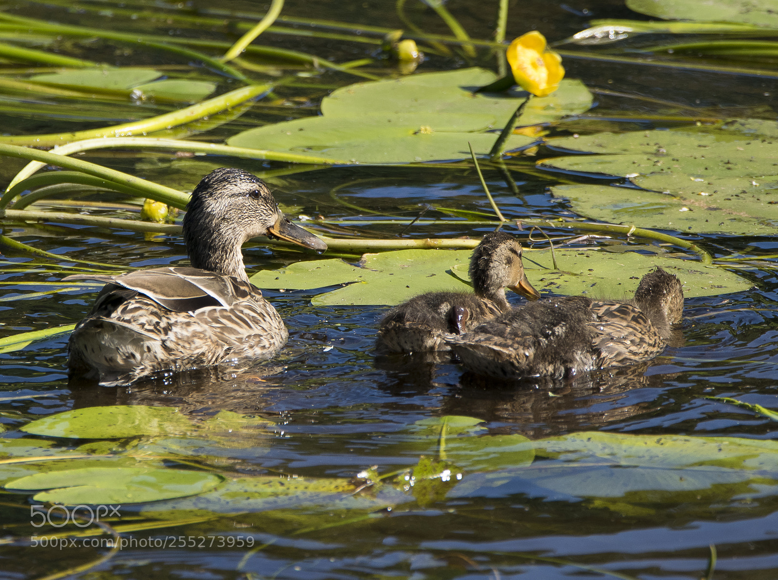 Nikon D5300 sample photo. Mallard grsand o photography