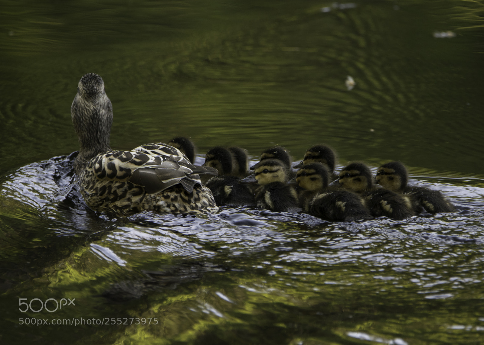 Nikon D5300 sample photo. Mallard grsand o photography