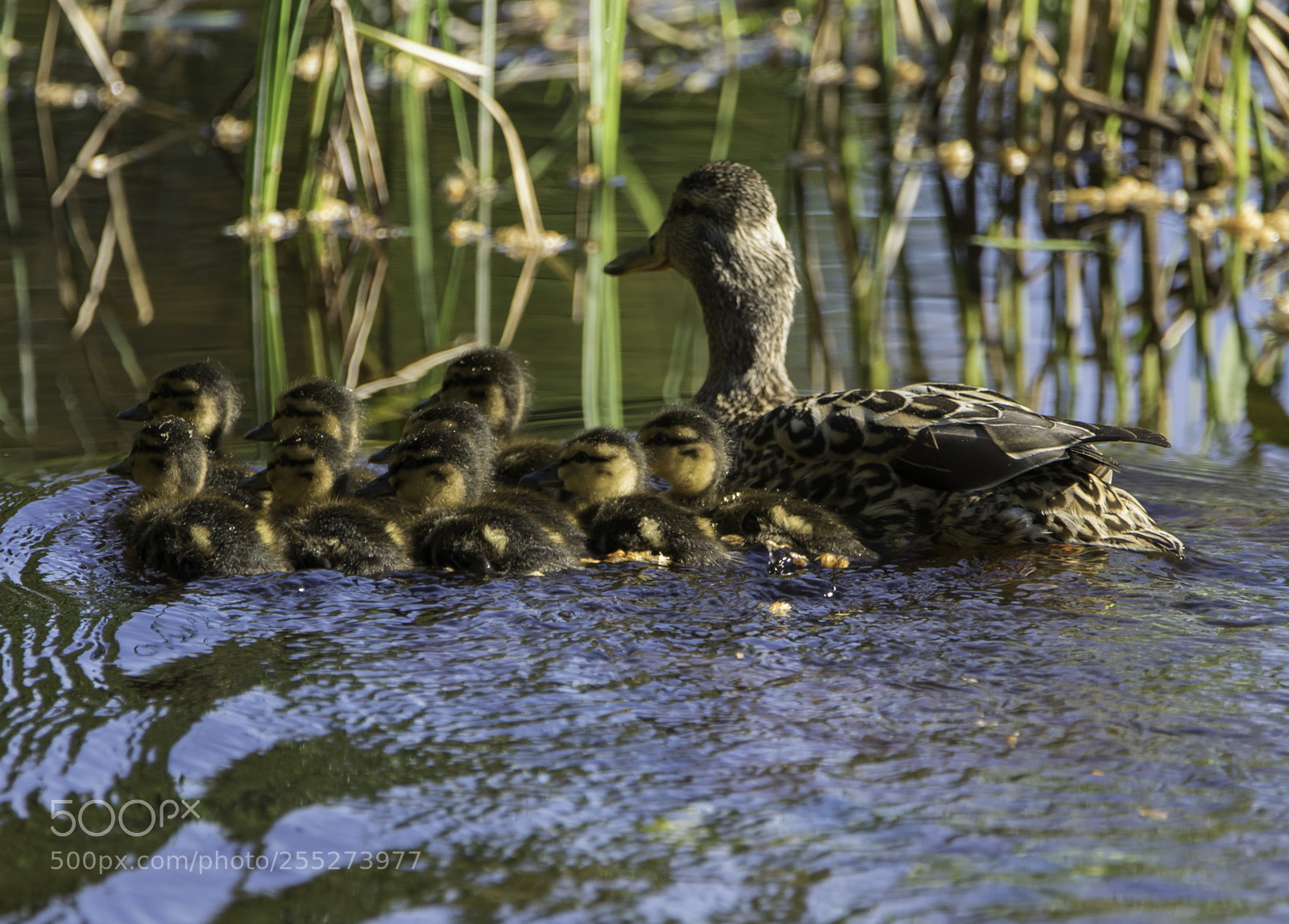 Nikon D5300 sample photo. Mallard grsand o photography