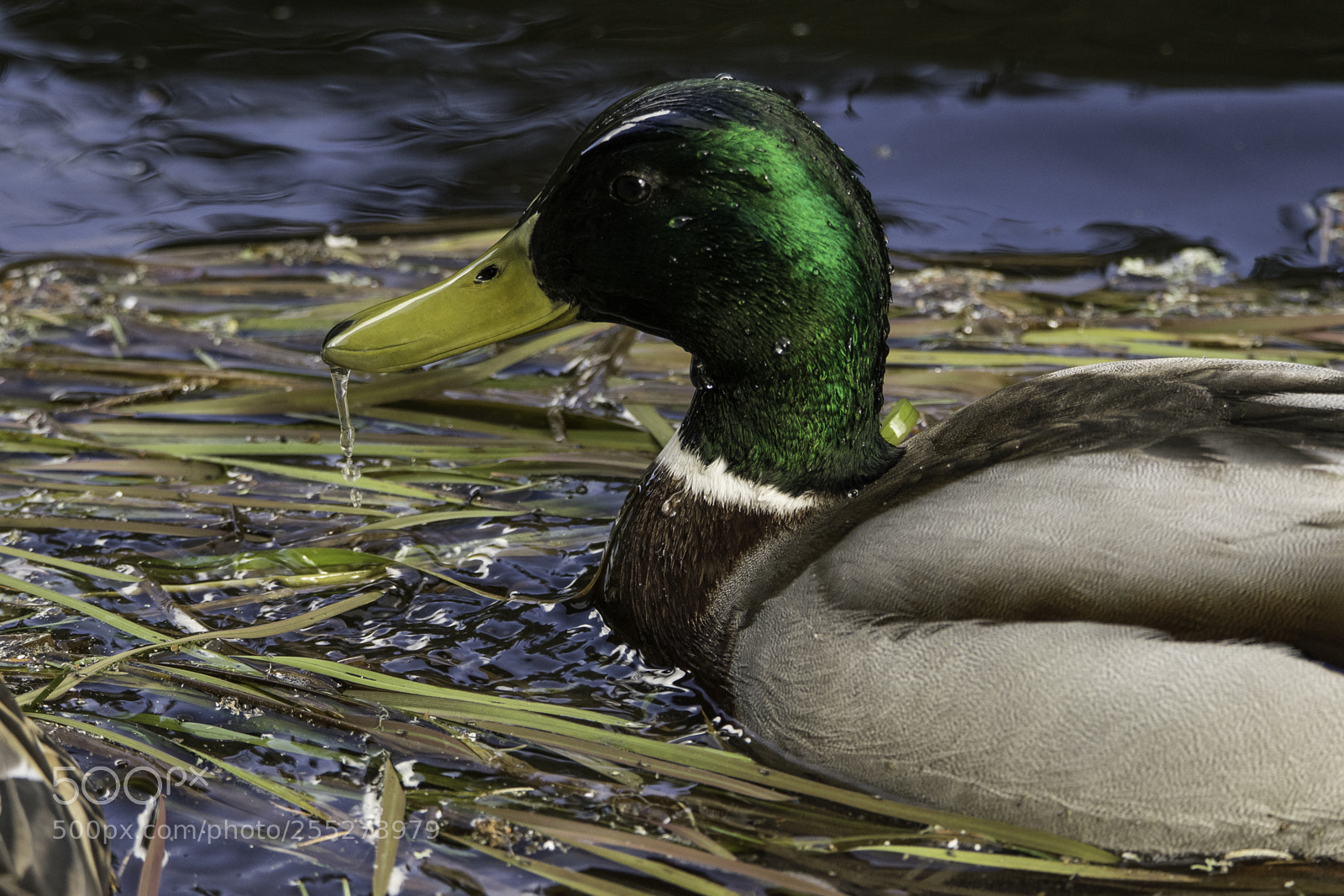 Nikon D5300 sample photo. Mallard grsand o photography