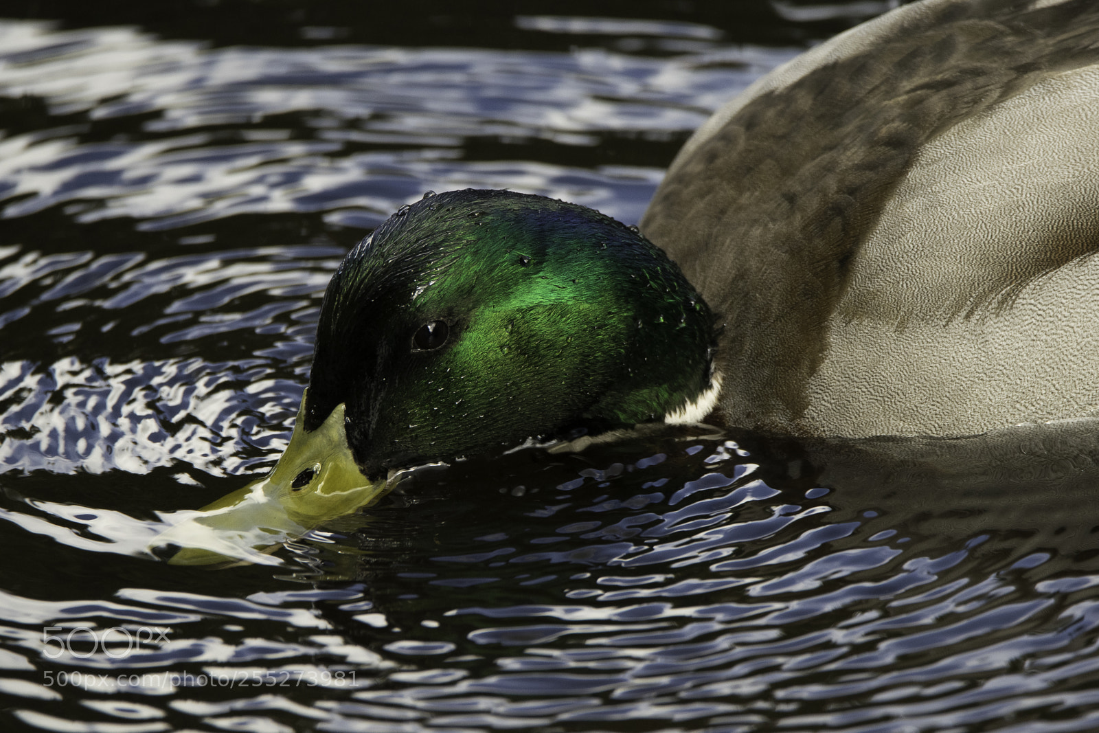 Nikon D5300 sample photo. Mallard grsand o photography