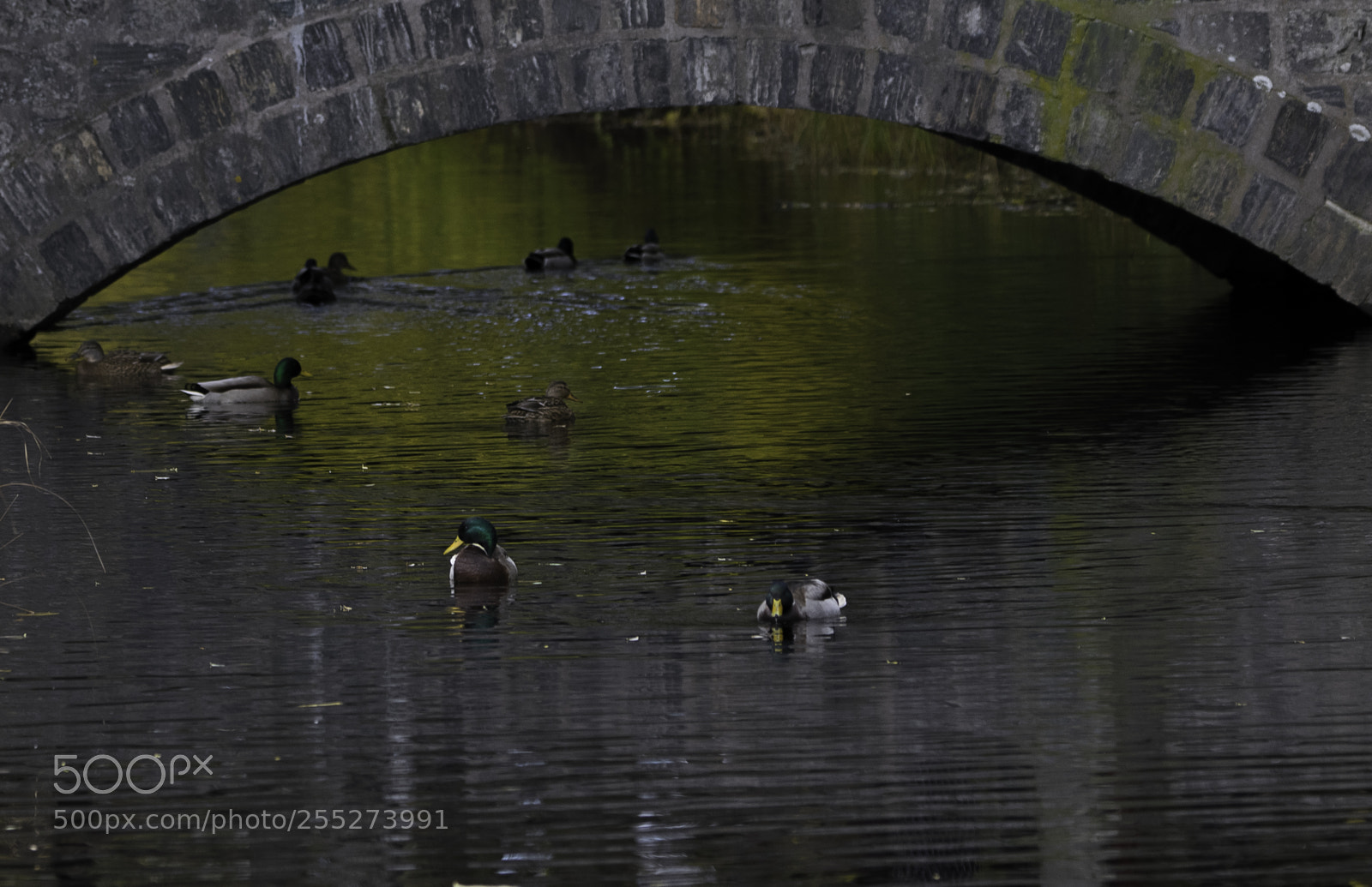 Nikon D5300 sample photo. Mallard grsand o photography