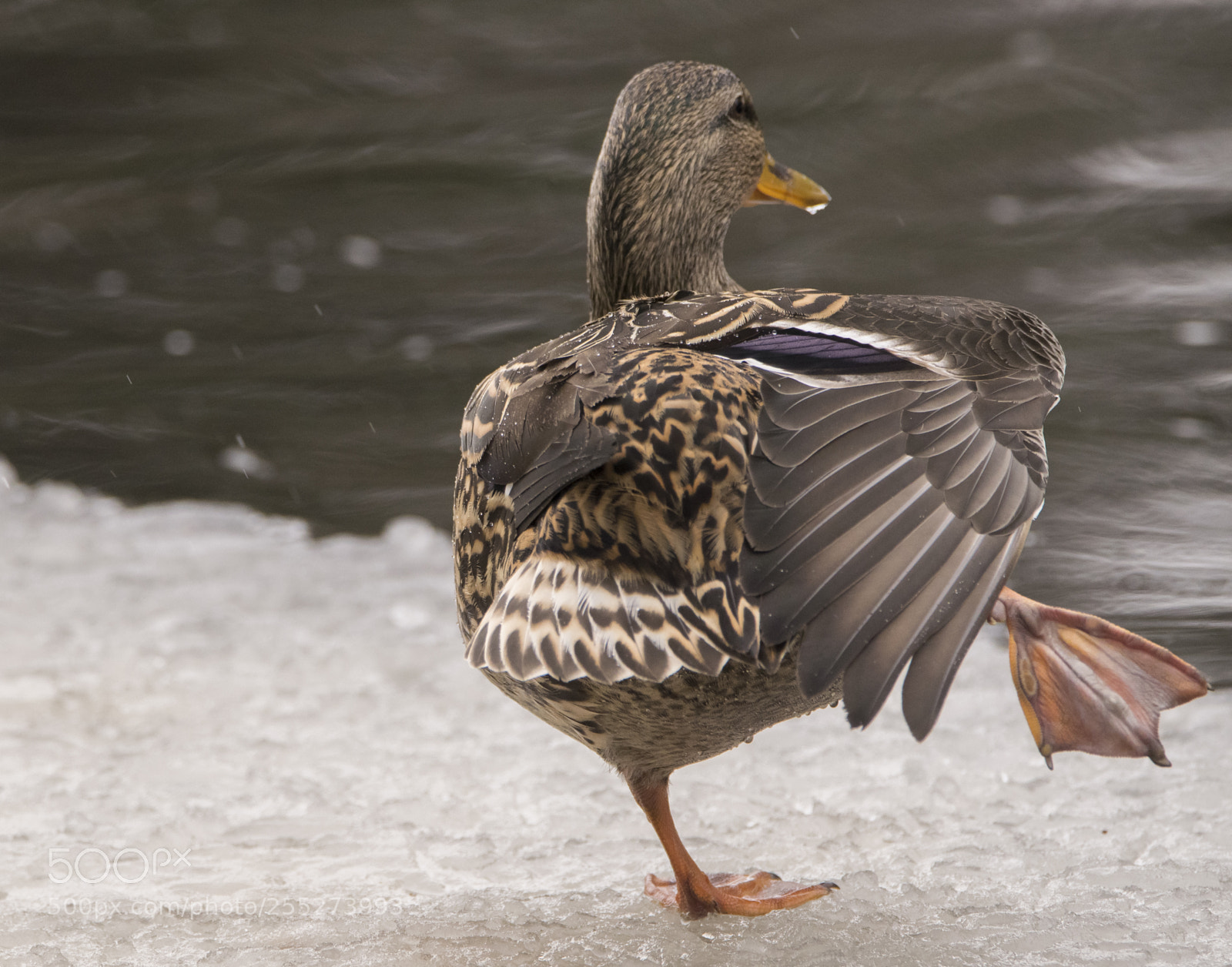 Nikon D5300 sample photo. Mallard grsand o photography