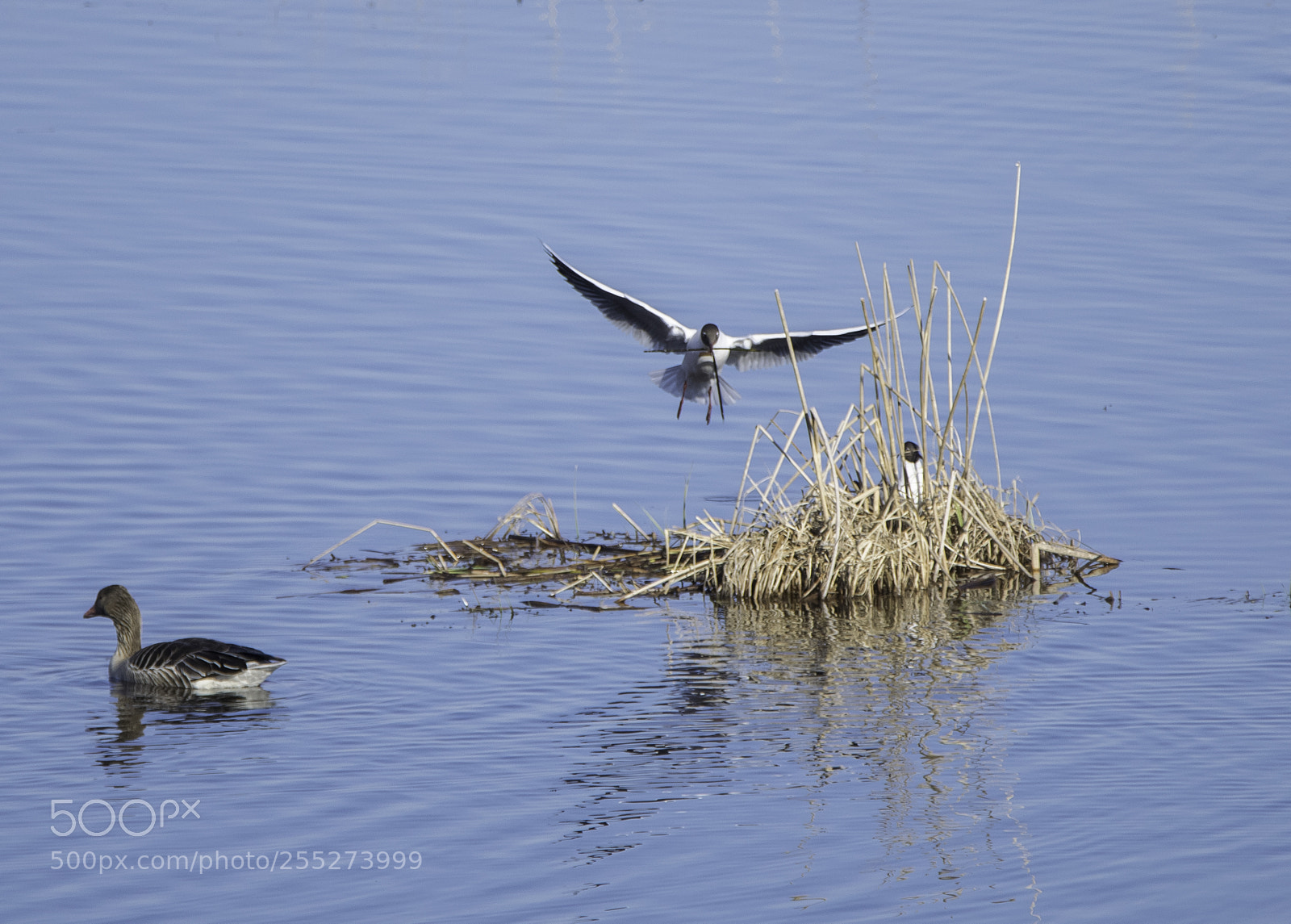 Nikon D5300 sample photo. Nesting o photography