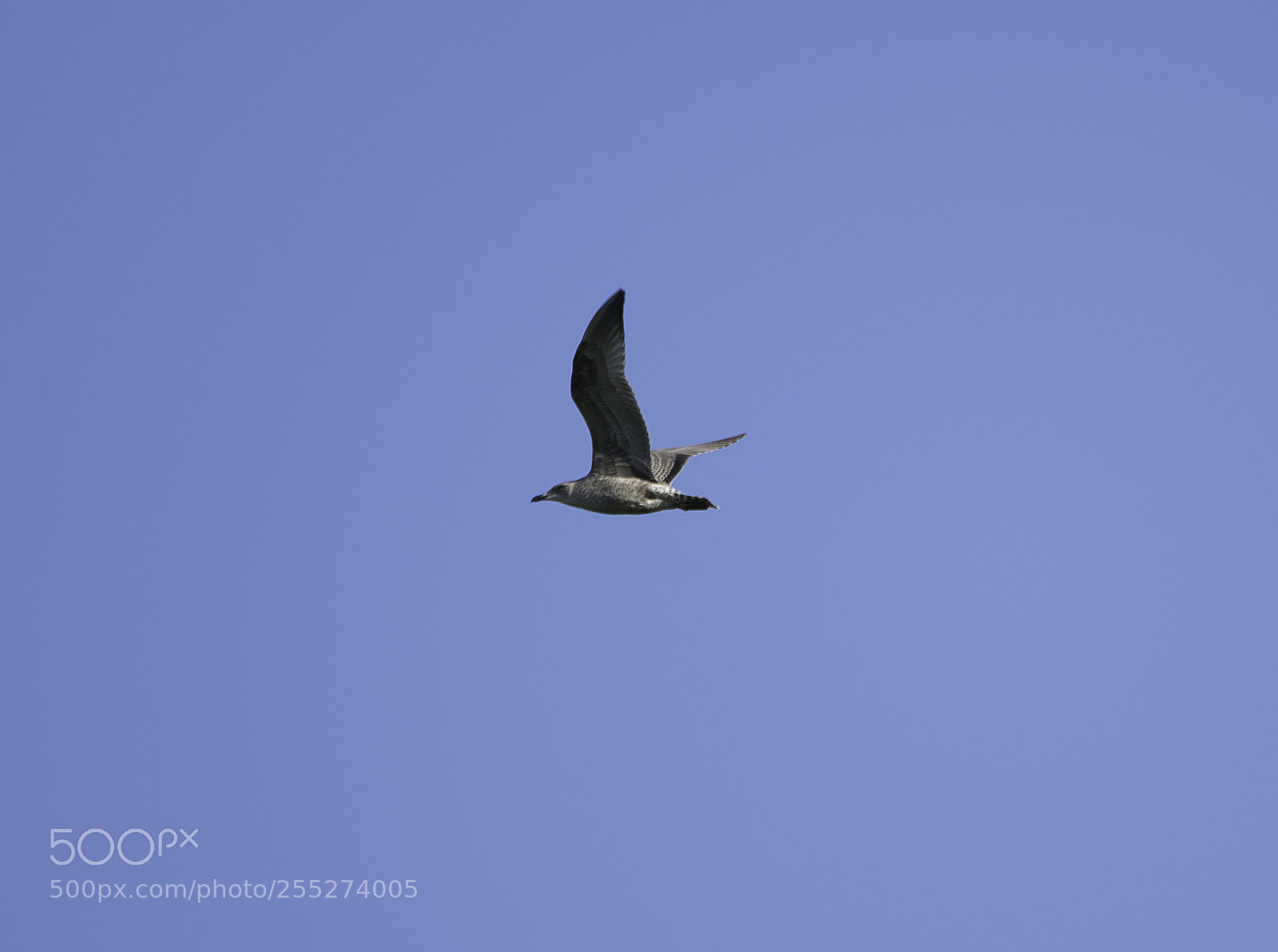 Nikon D5300 sample photo. Skua labb o photography