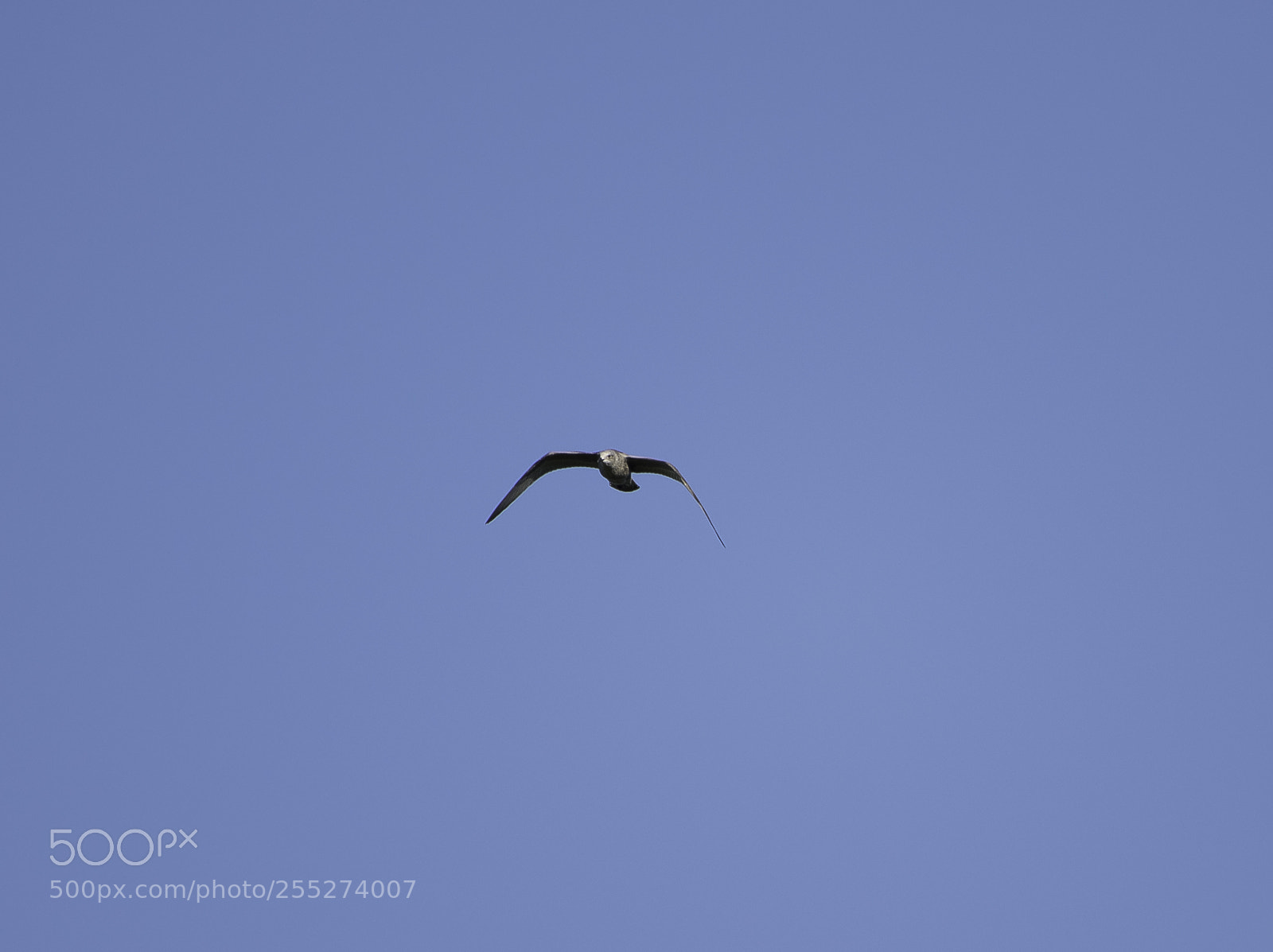 Nikon D5300 sample photo. Skua labb o photography