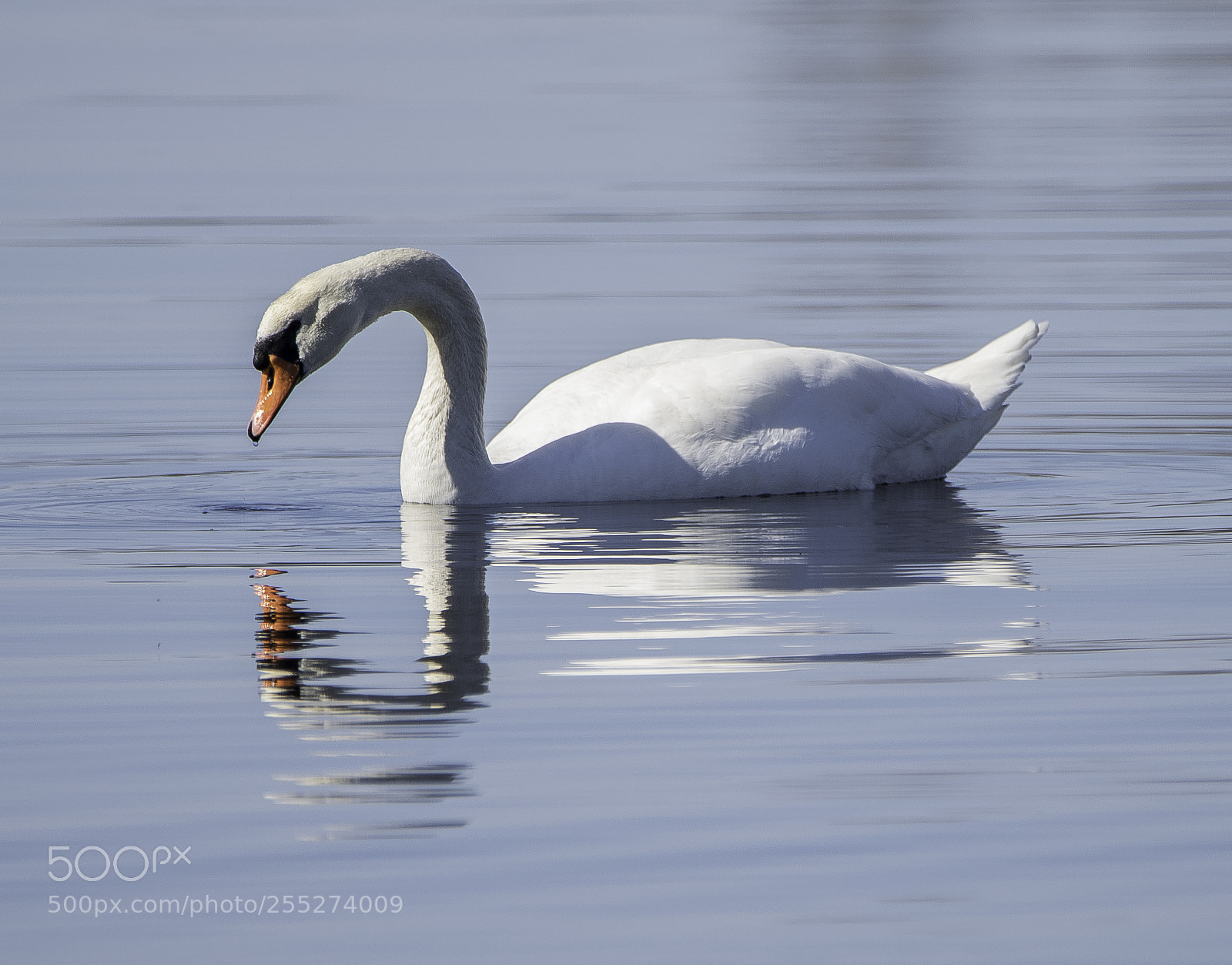 Nikon D5300 sample photo. Swan knlsvan o photography