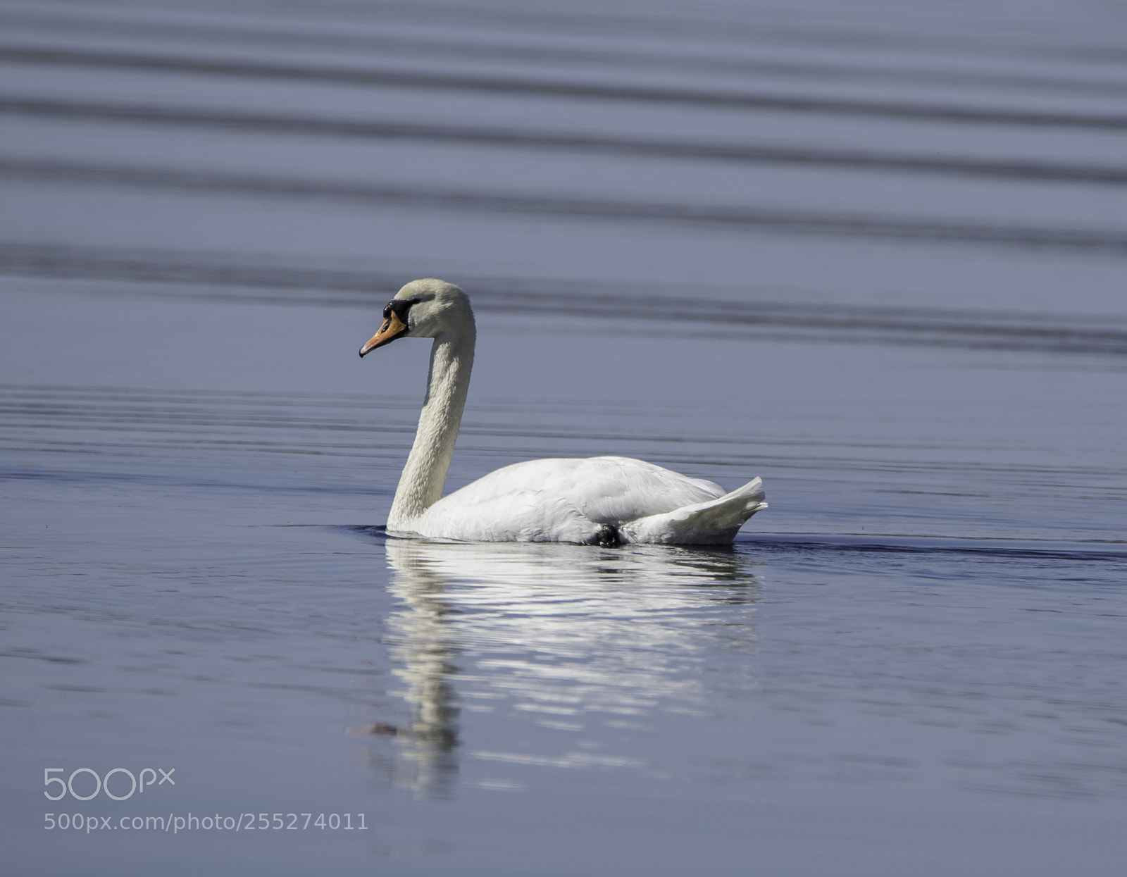 Nikon D5300 sample photo. Swan knlsvan o photography