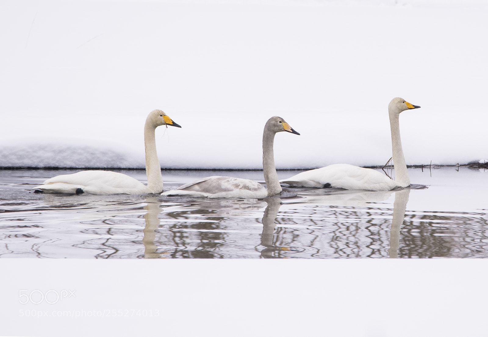 Nikon D5300 sample photo. Swans svanar o photography