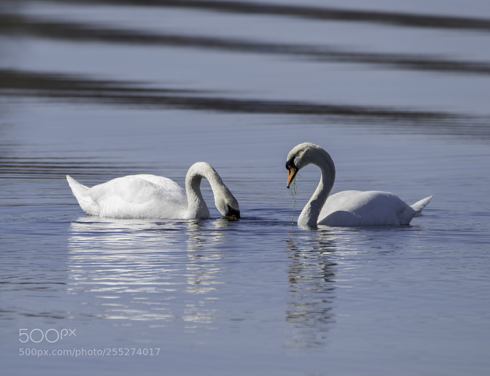 Nikon D5300 sample photo. Swans svanar o photography