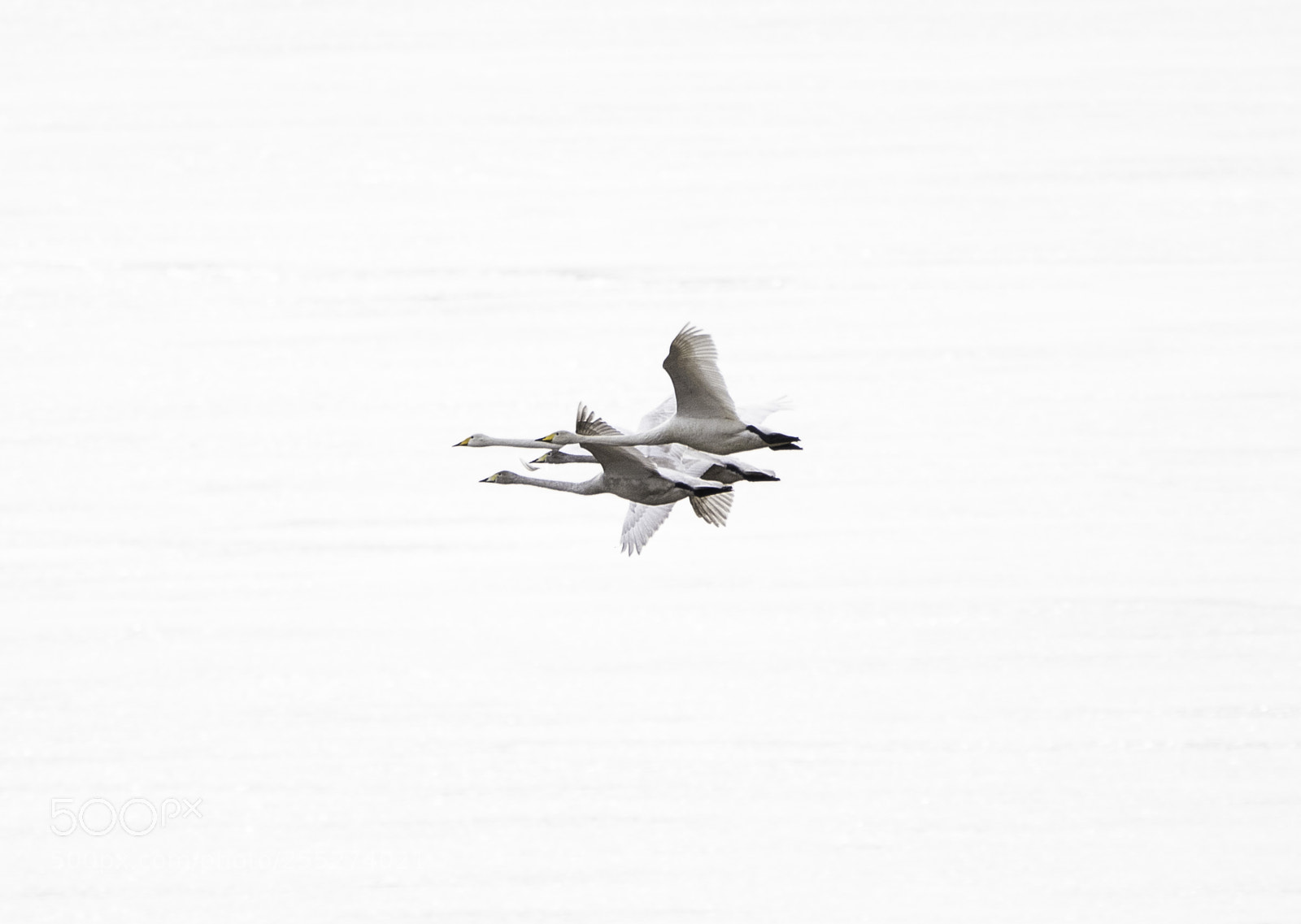 Nikon D5300 sample photo. Swans svanar o photography