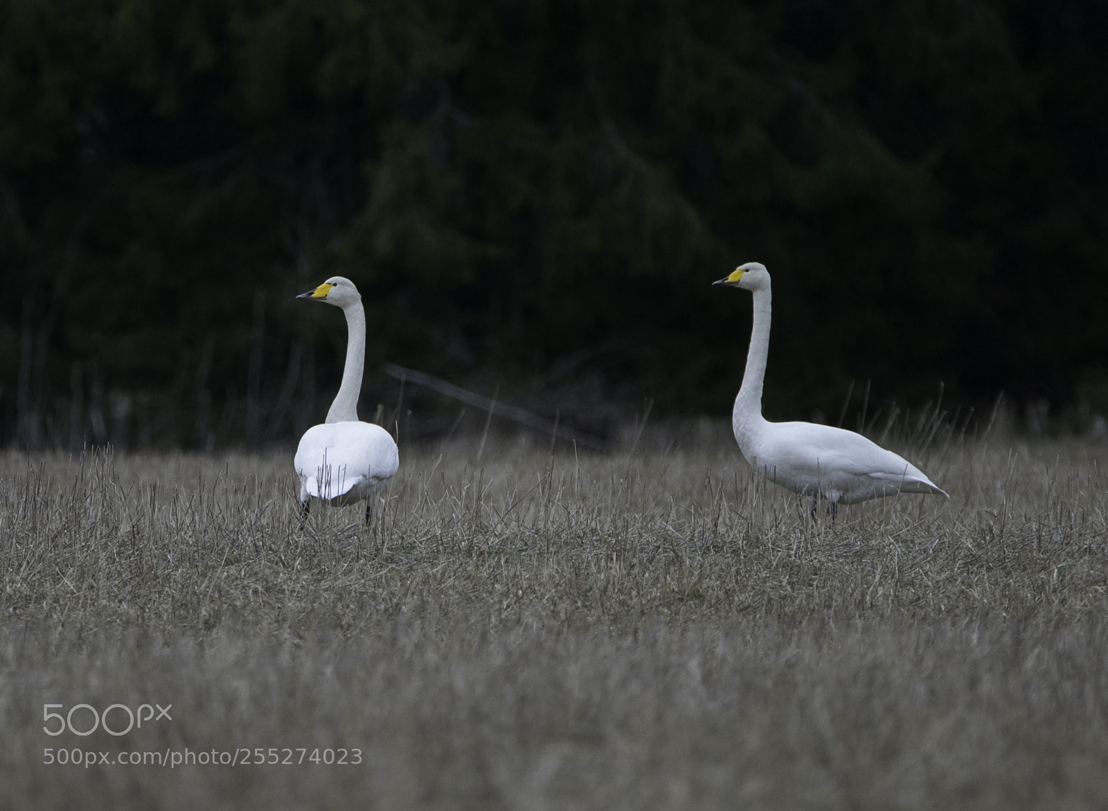 Nikon D5300 sample photo. Swans svanar o photography