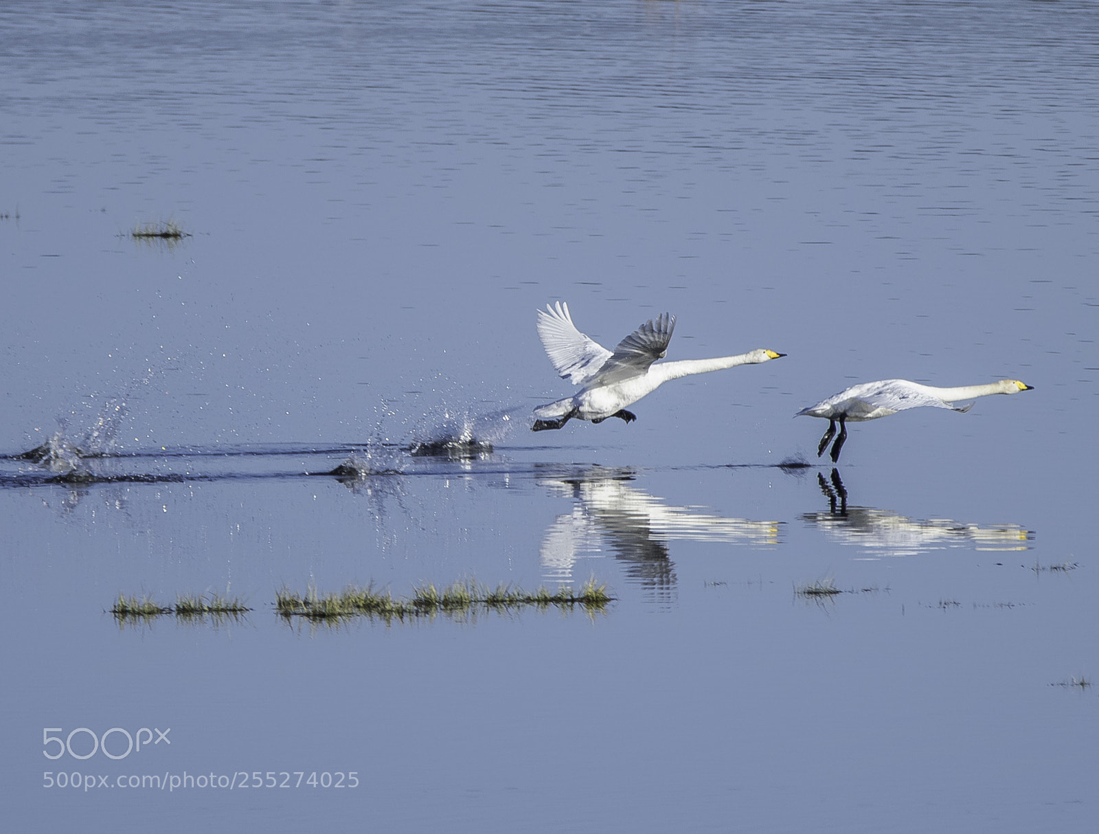 Nikon D5300 sample photo. Swans svanar o photography