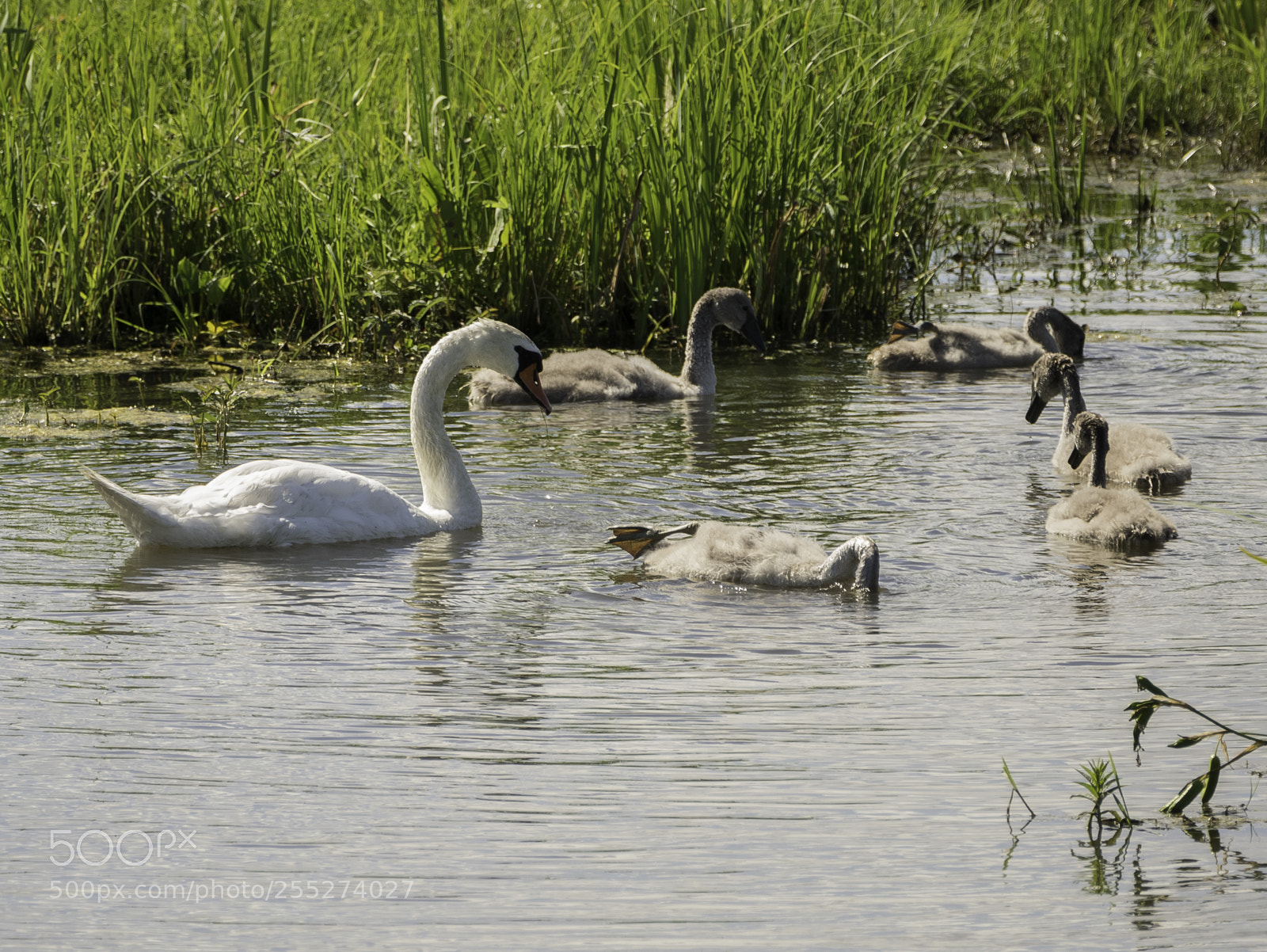 Nikon D5300 sample photo. Swans svanar o photography