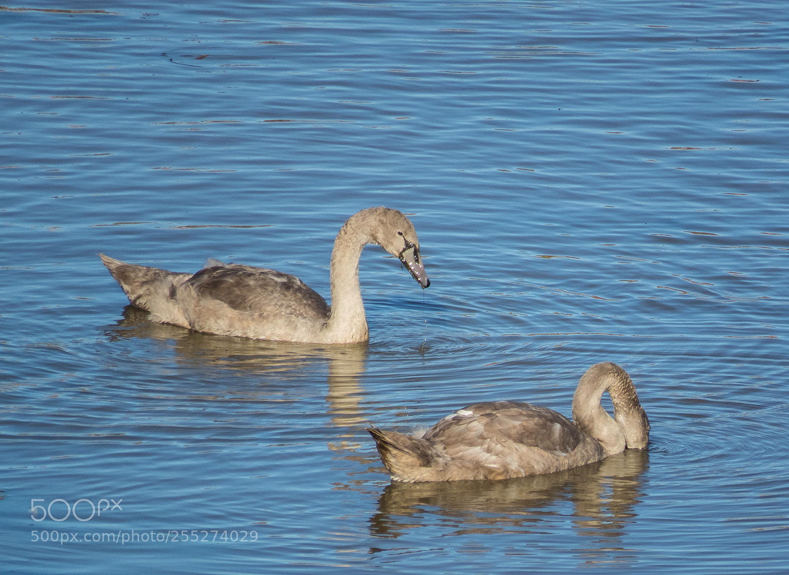 Canon PowerShot SX60 HS sample photo. Swans svanar o photography