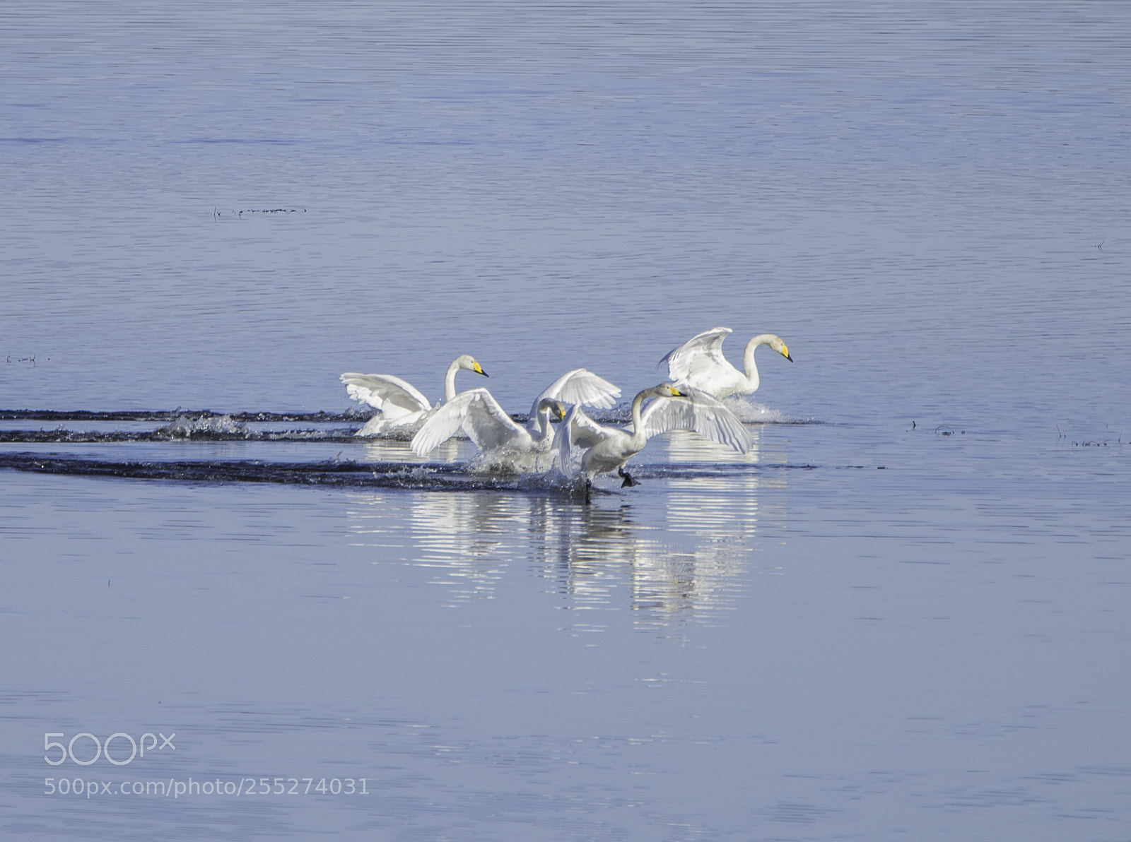 Nikon D5300 sample photo. Swans svanar o photography
