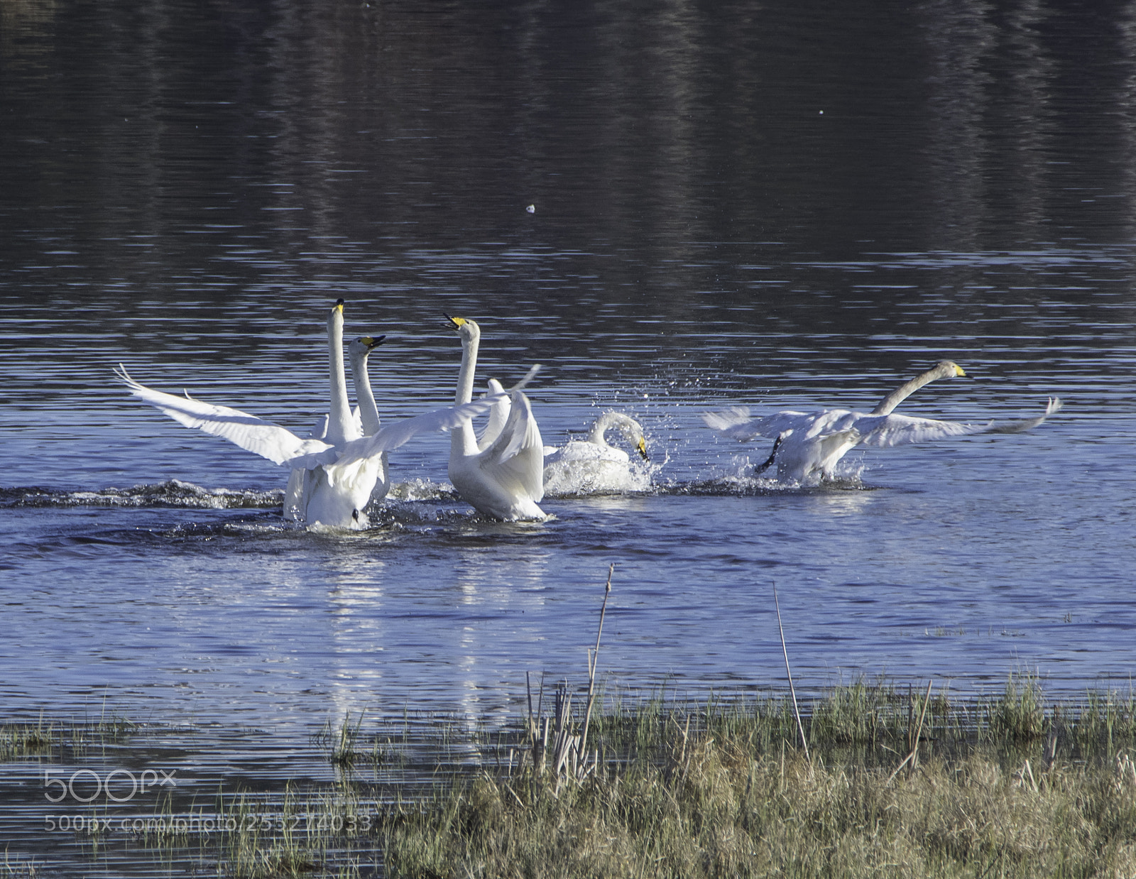 Nikon D5300 sample photo. Swans svanar o photography