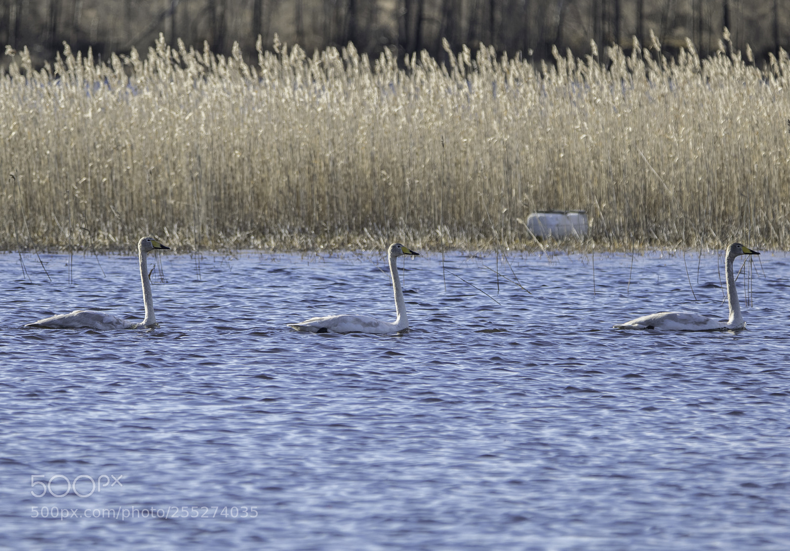 Nikon D5300 sample photo. Swans svanar o photography