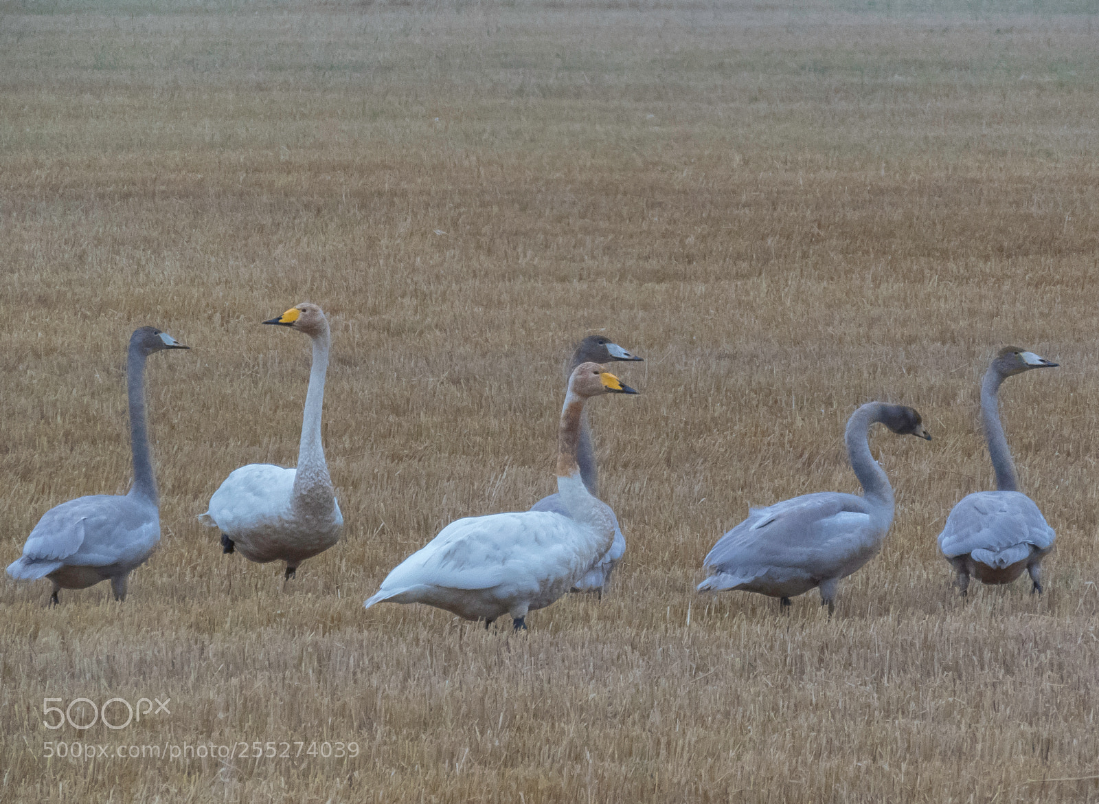 Canon PowerShot SX60 HS sample photo. Swans svanar o photography