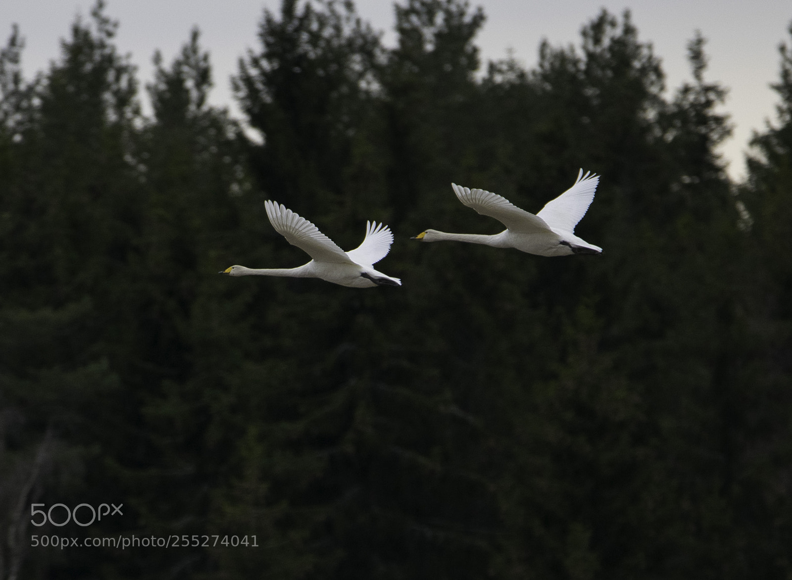 Nikon D5300 sample photo. Swans svanar o photography