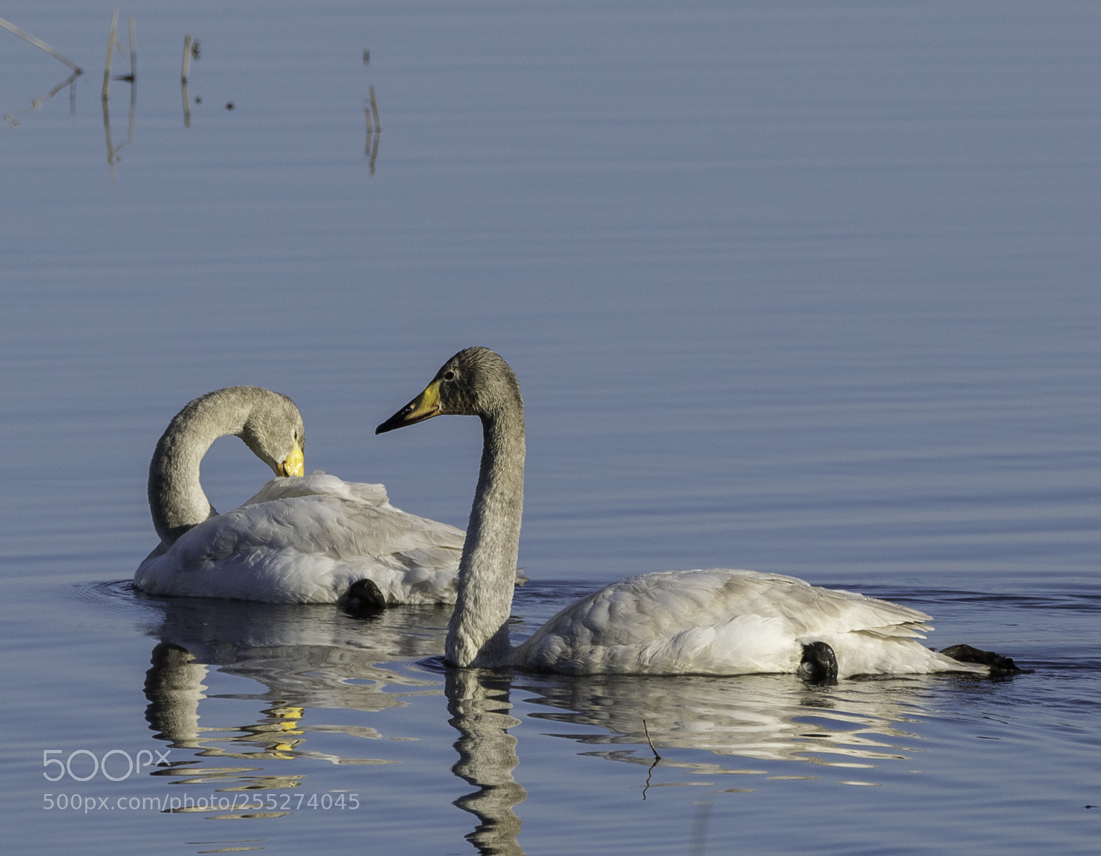 Nikon D5300 sample photo. Swans svanar o photography