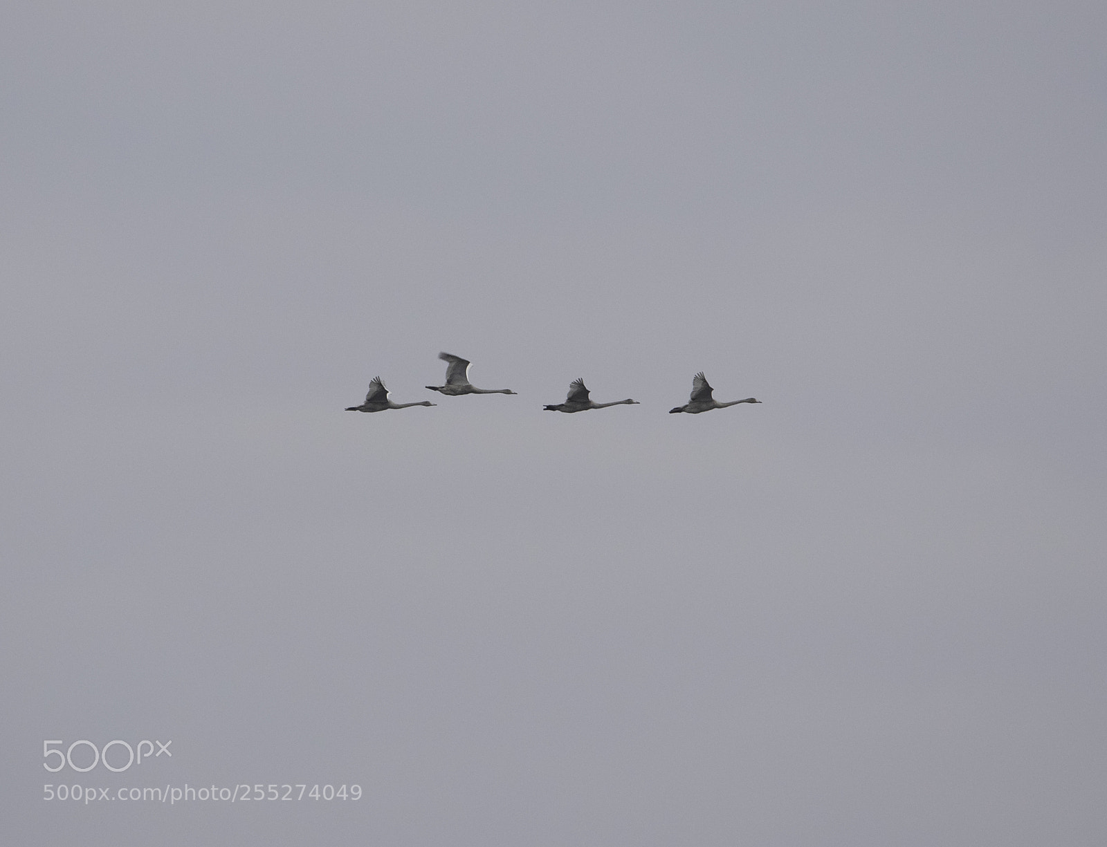 Nikon D5300 sample photo. Swans svanar o photography