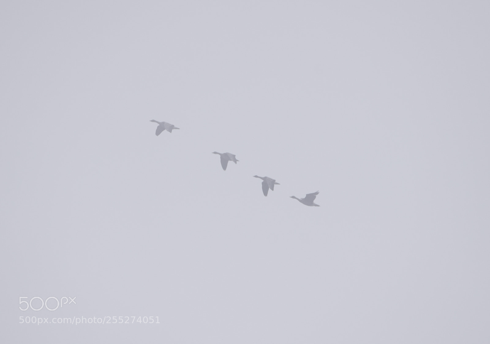 Nikon D5300 sample photo. Swans svanar o photography