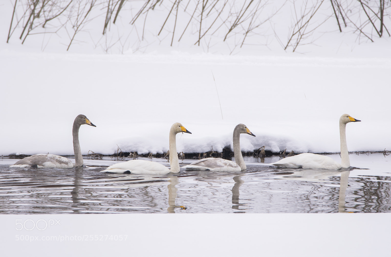 Nikon D5300 sample photo. Swans svanar o photography