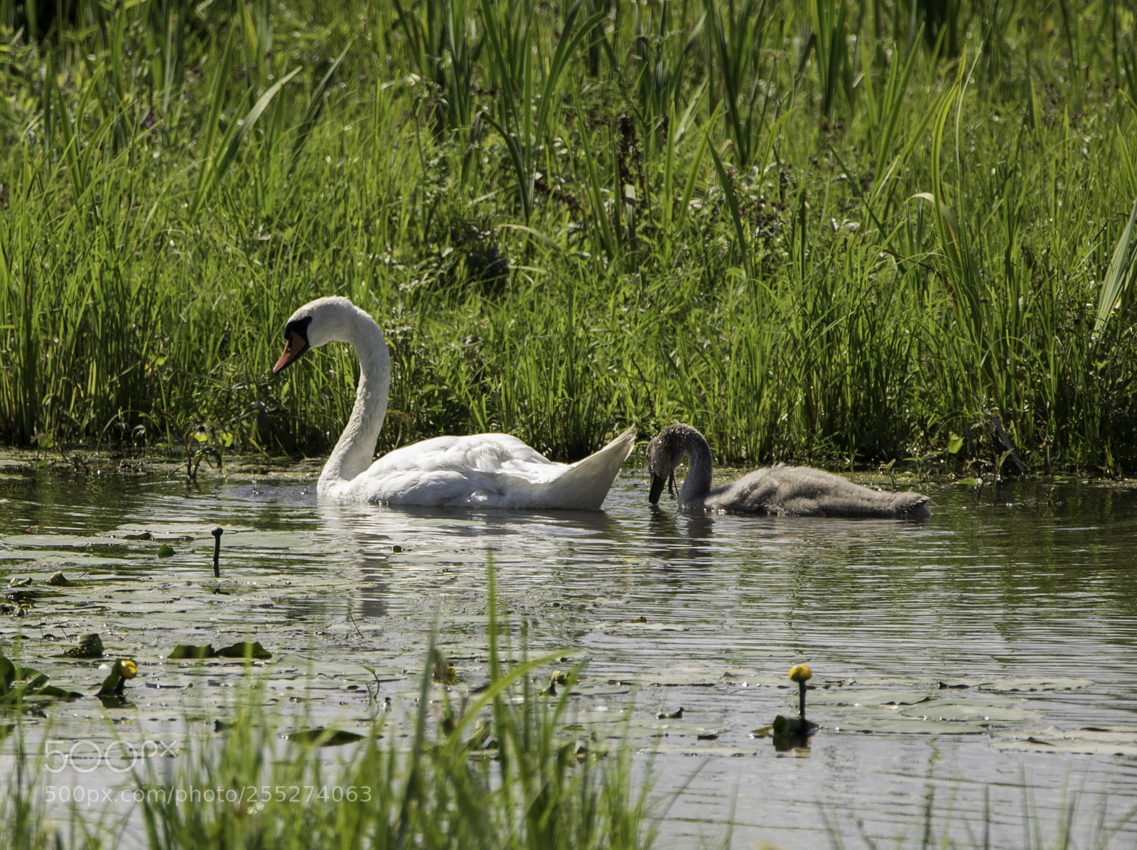 Nikon D5300 sample photo. Swan svan o photography