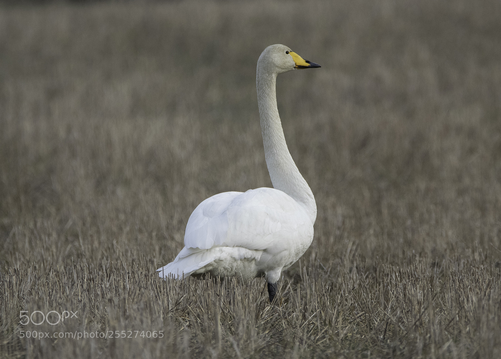 Nikon D5300 sample photo. Swan svan o photography