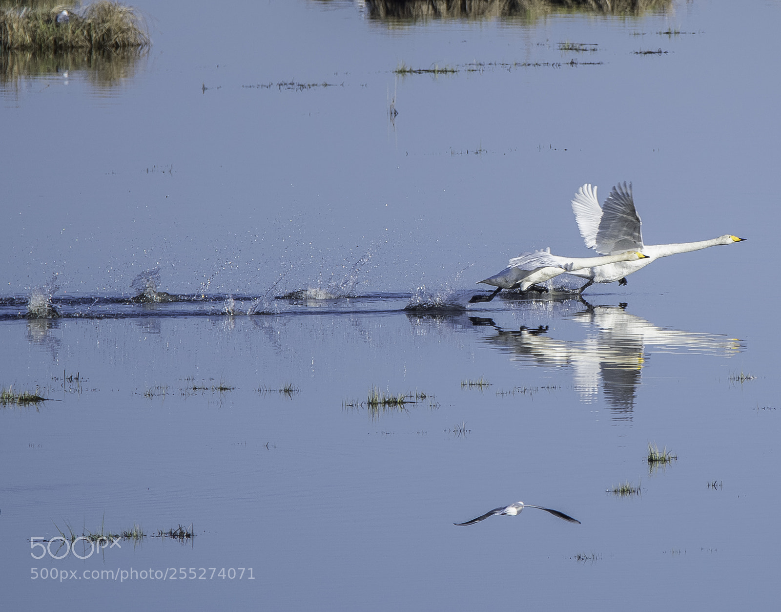 Nikon D5300 sample photo. Swan svan o photography