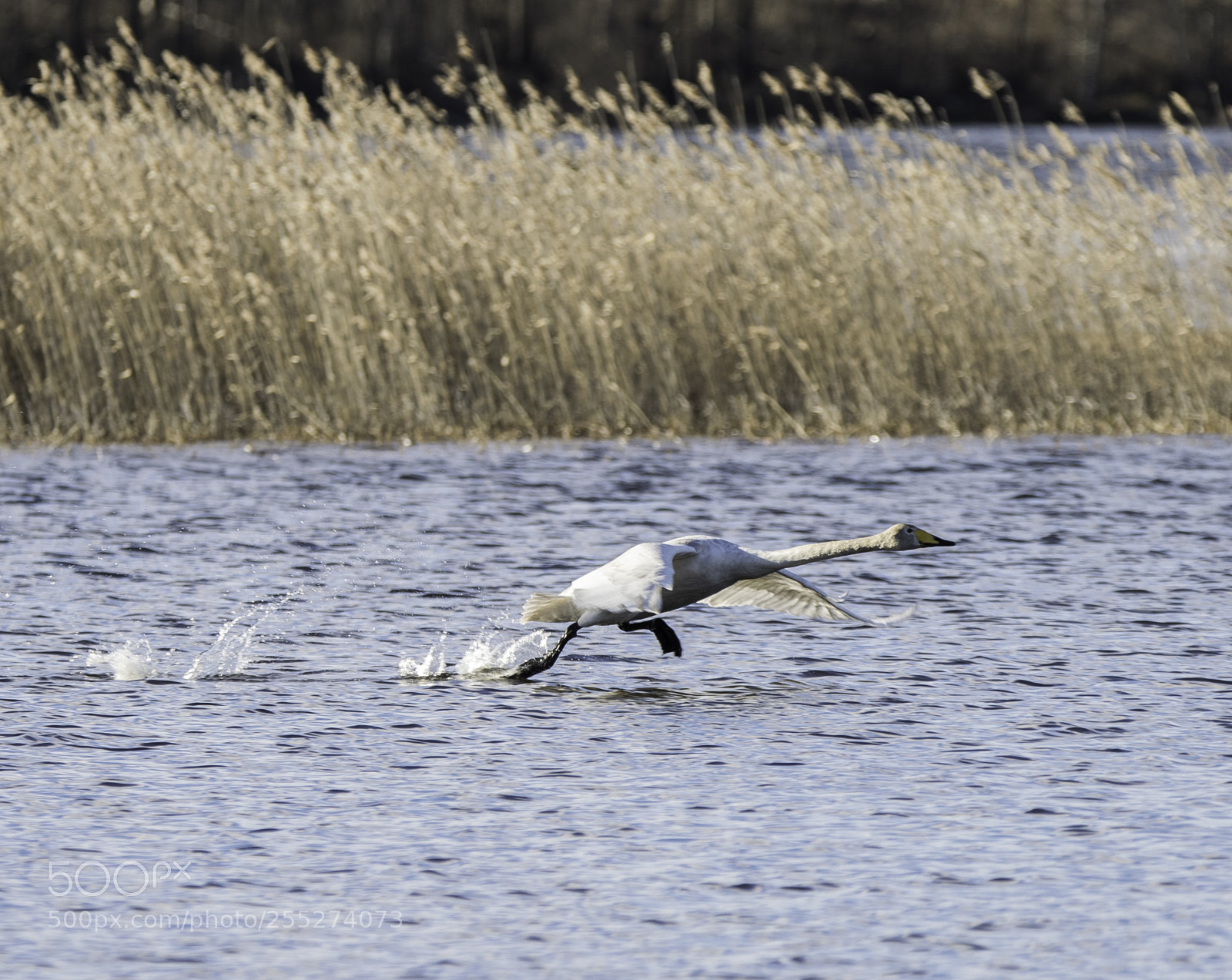 Nikon D5300 sample photo. Swan svan o photography