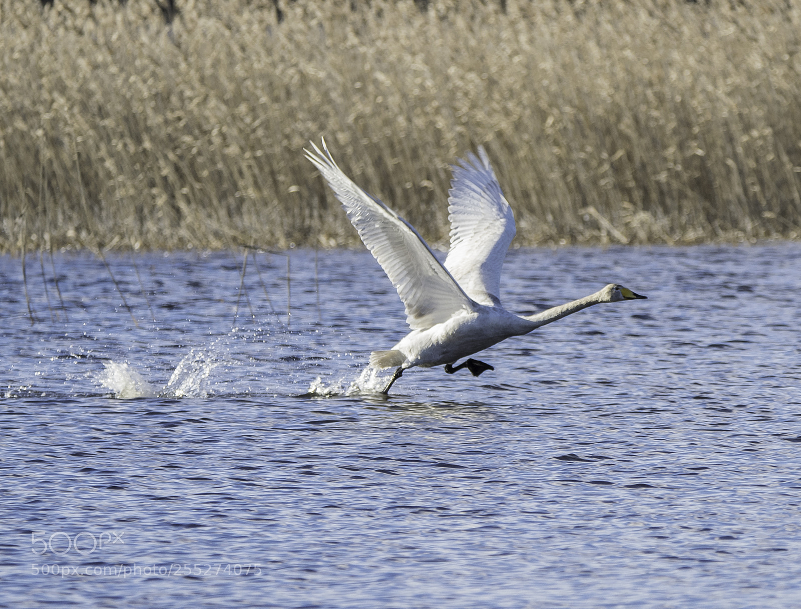 Nikon D5300 sample photo. Swan svan o photography
