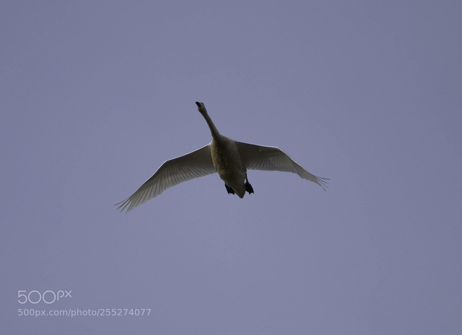 Nikon D5300 sample photo. Swan svan o photography