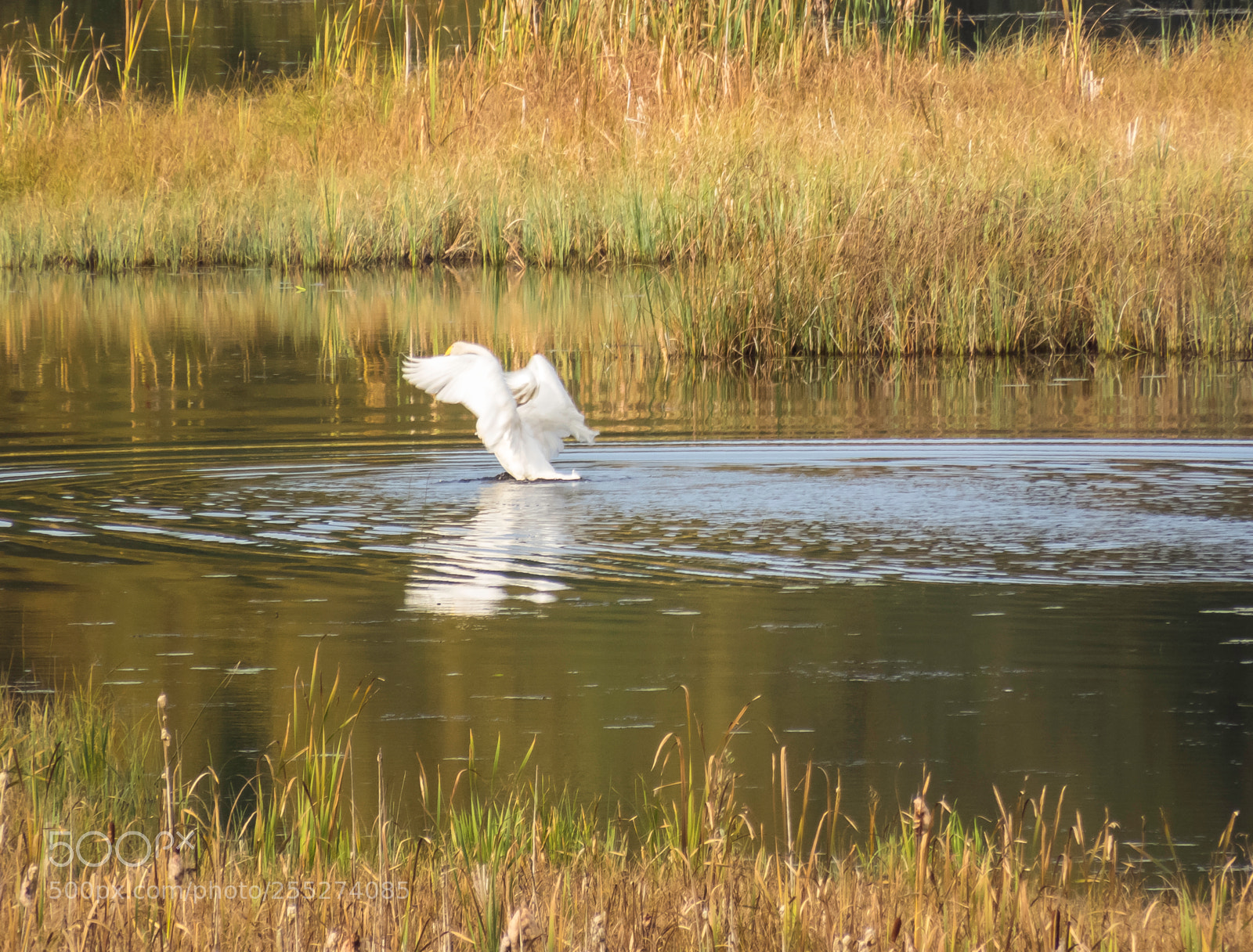Canon PowerShot SX60 HS sample photo. Swan svan o photography