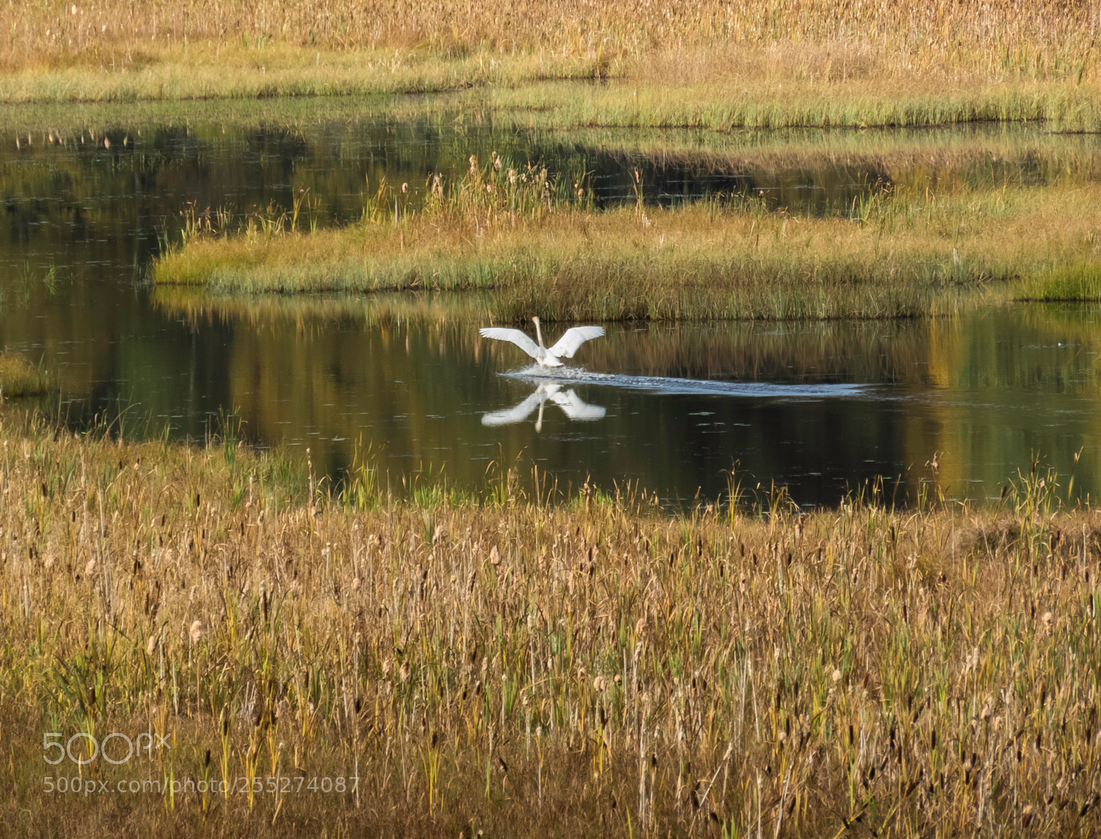 Canon PowerShot SX60 HS sample photo. Swan svan o photography