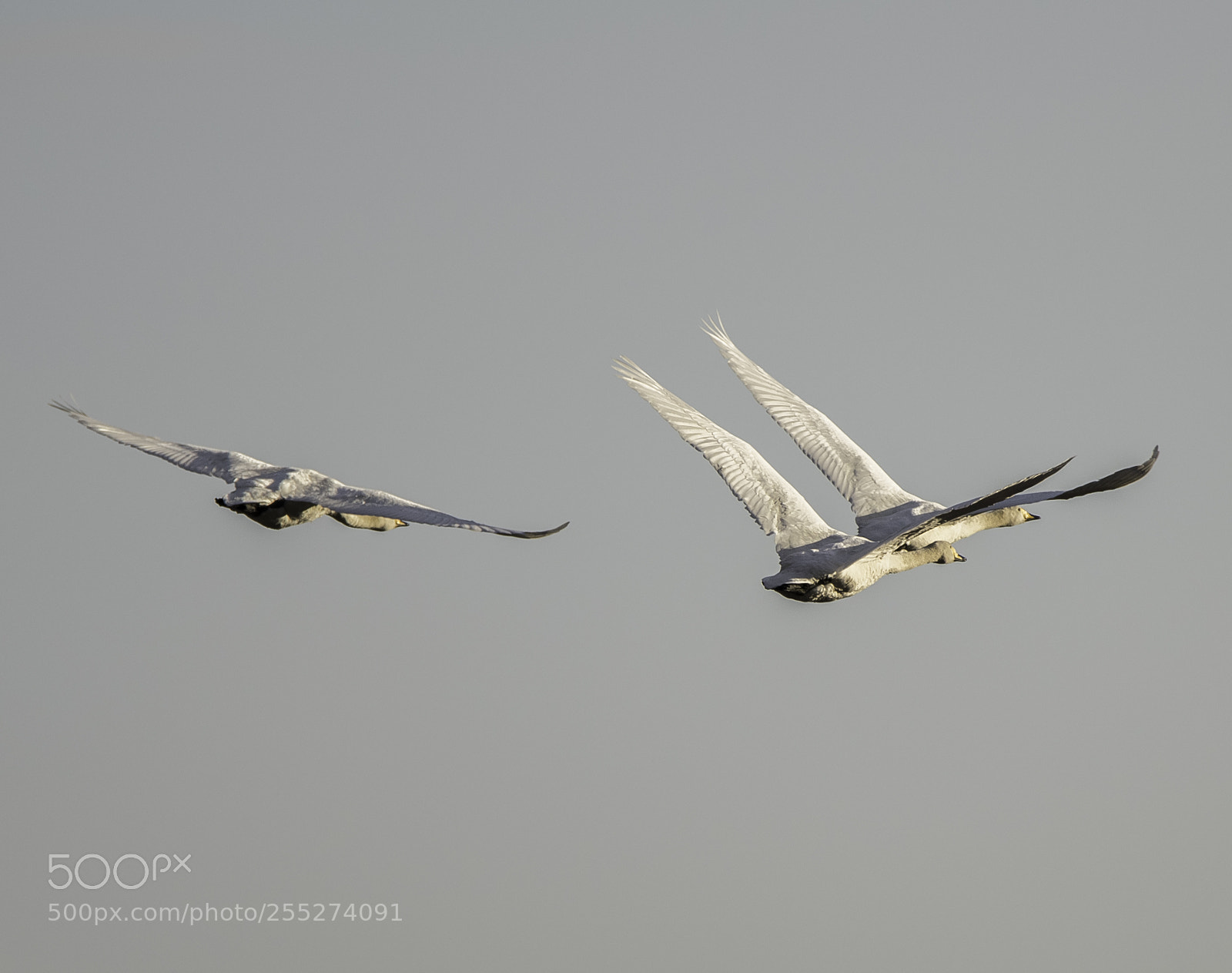 Nikon D5300 sample photo. Swan svan o photography