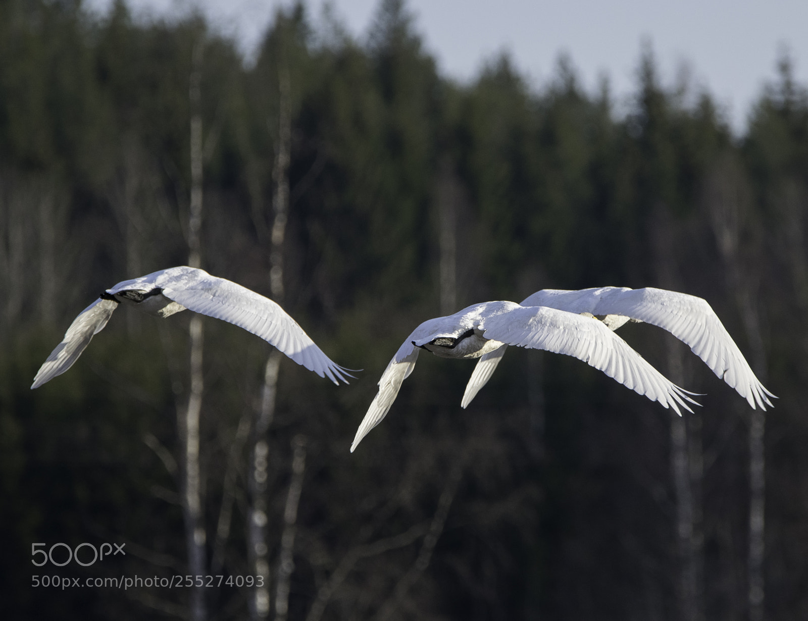 Nikon D5300 sample photo. Swan svan o photography