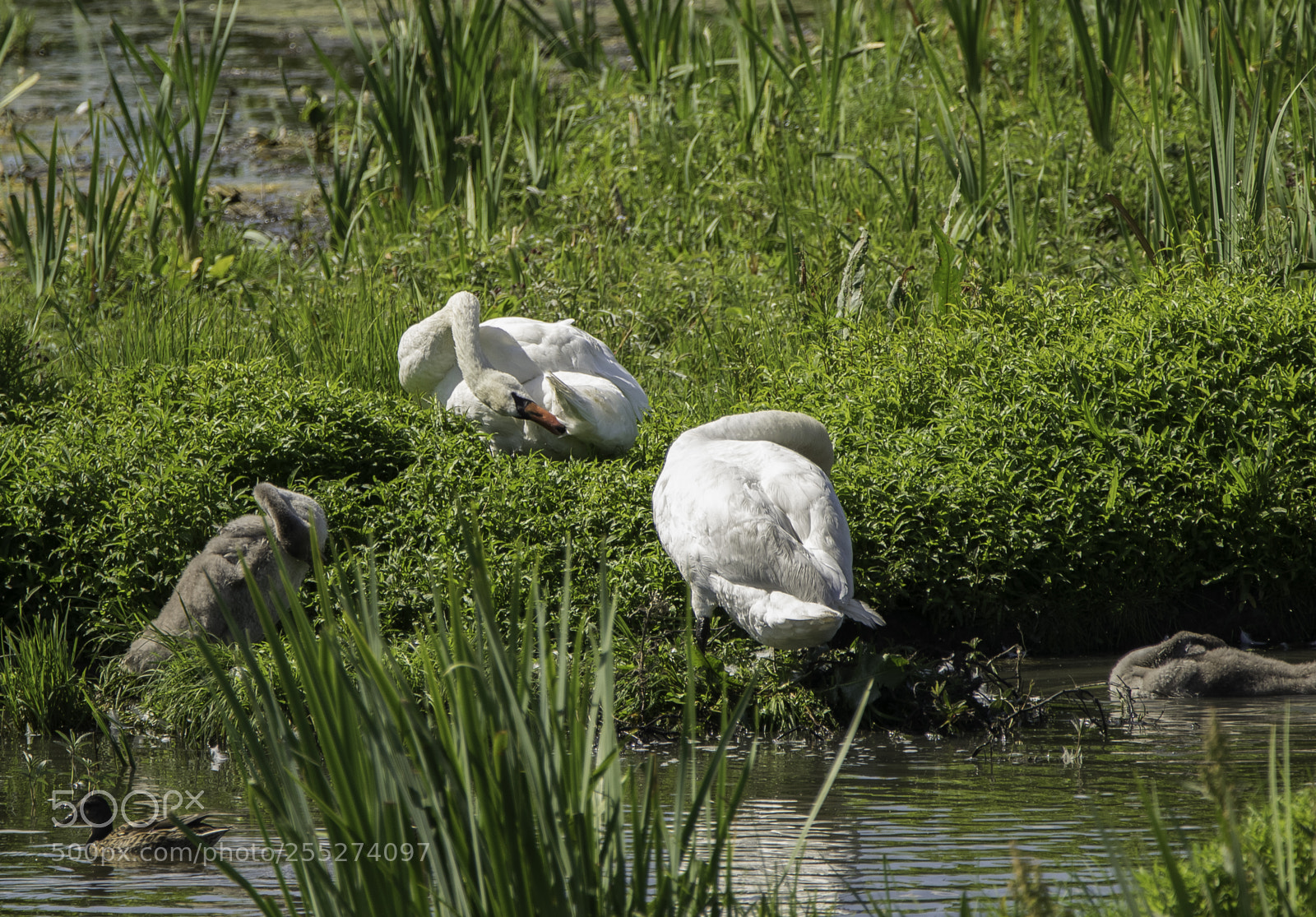 Nikon D5300 sample photo. Swan svan o photography