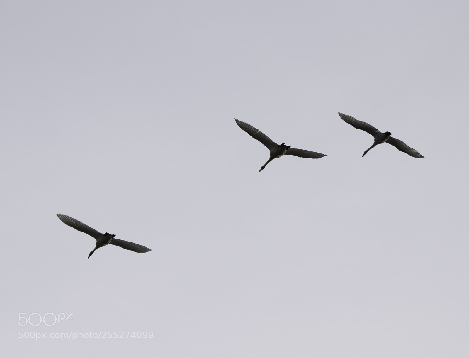 Nikon D5300 sample photo. Swan svan o photography